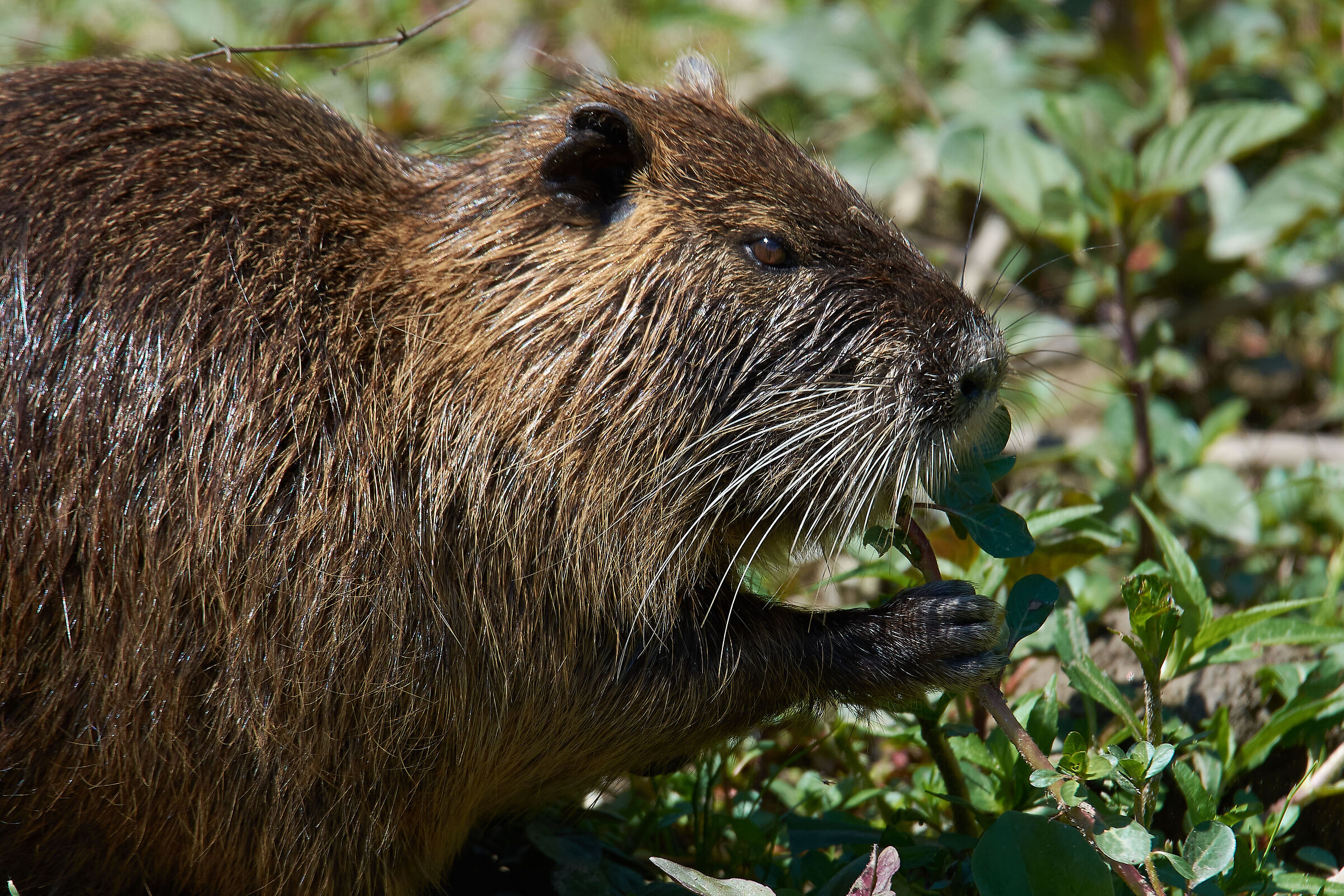 Nutria