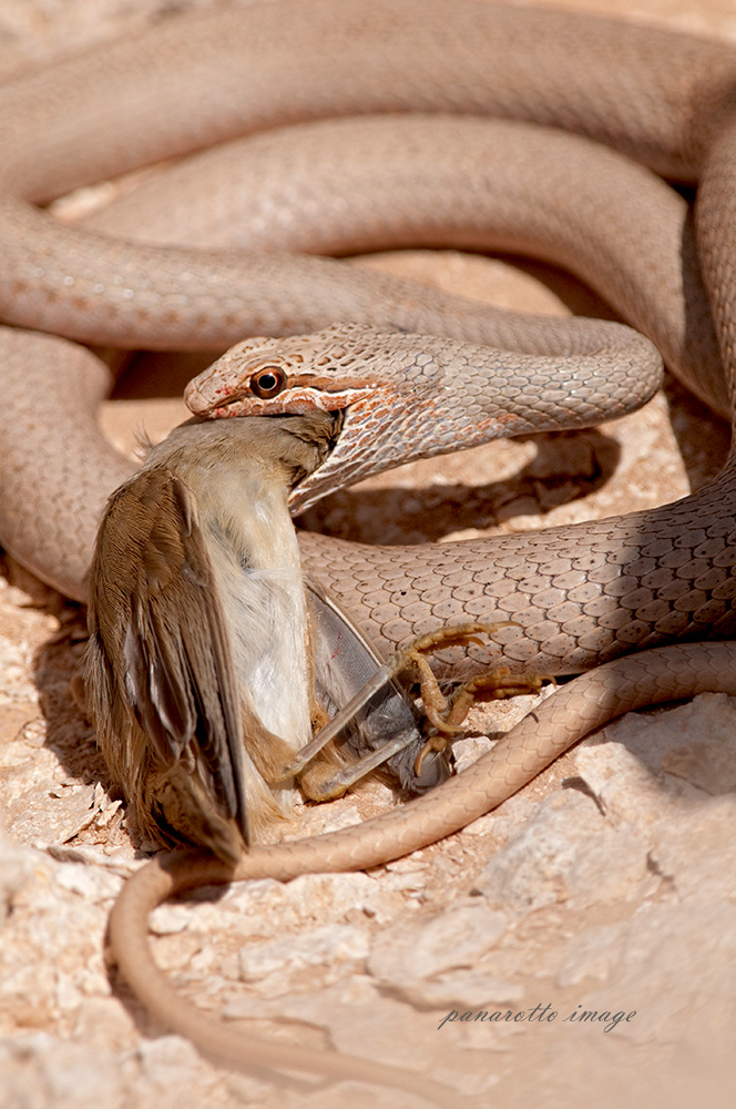 Morte di una Cannaiola