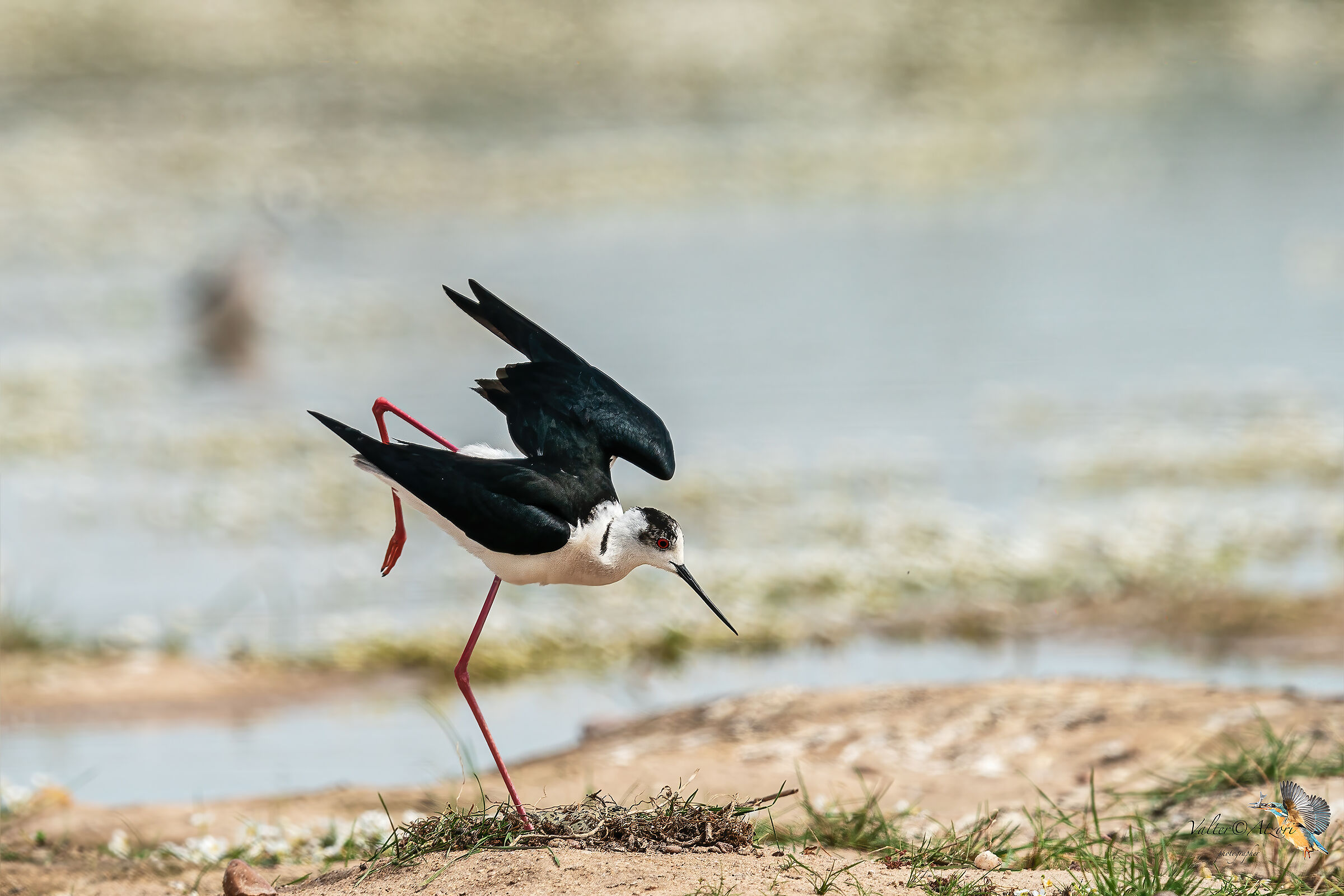 Cavaliere d'Italia in cova