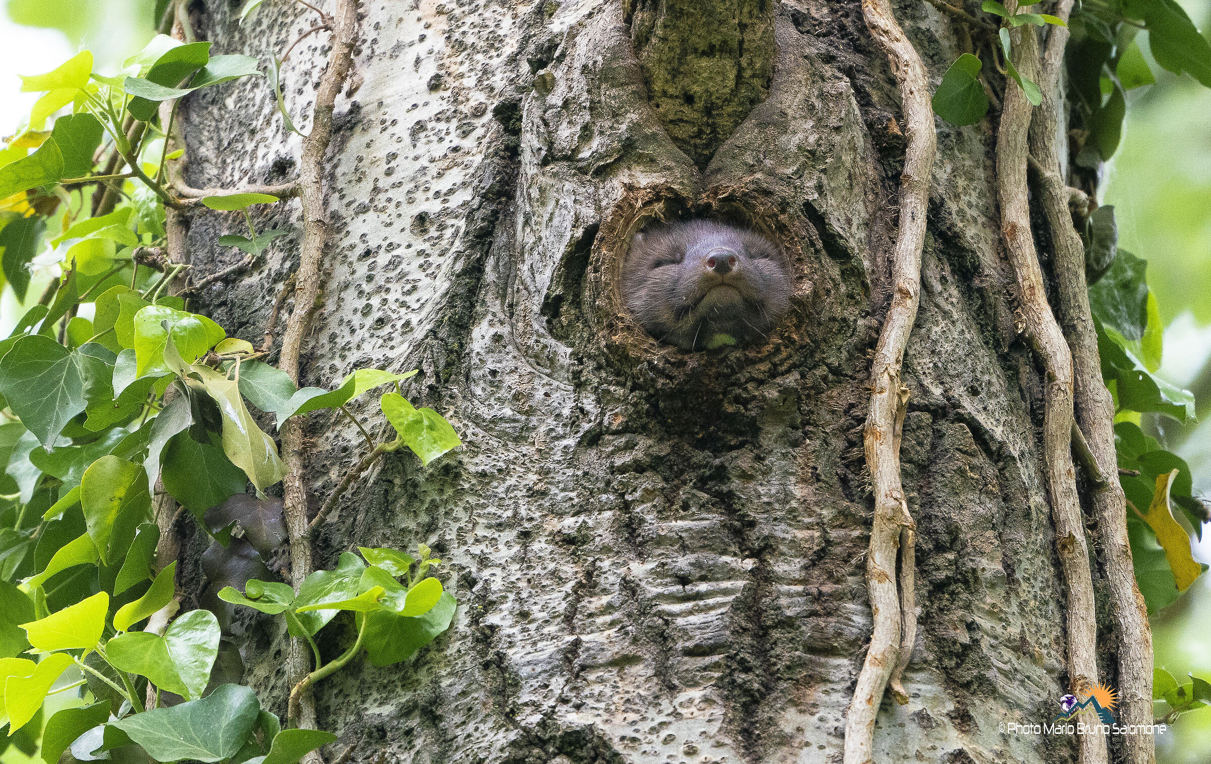 Il pisolino della Martora. Martes martes