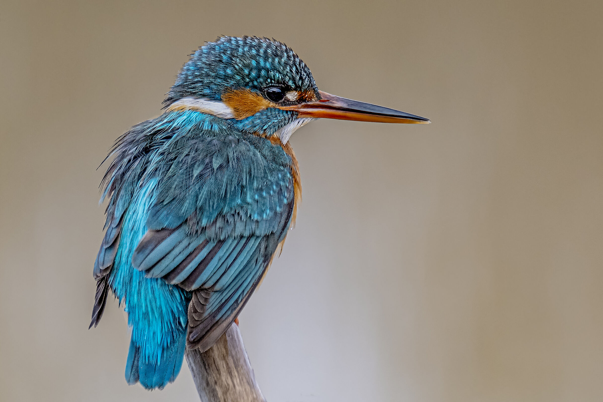 Female kingfisher