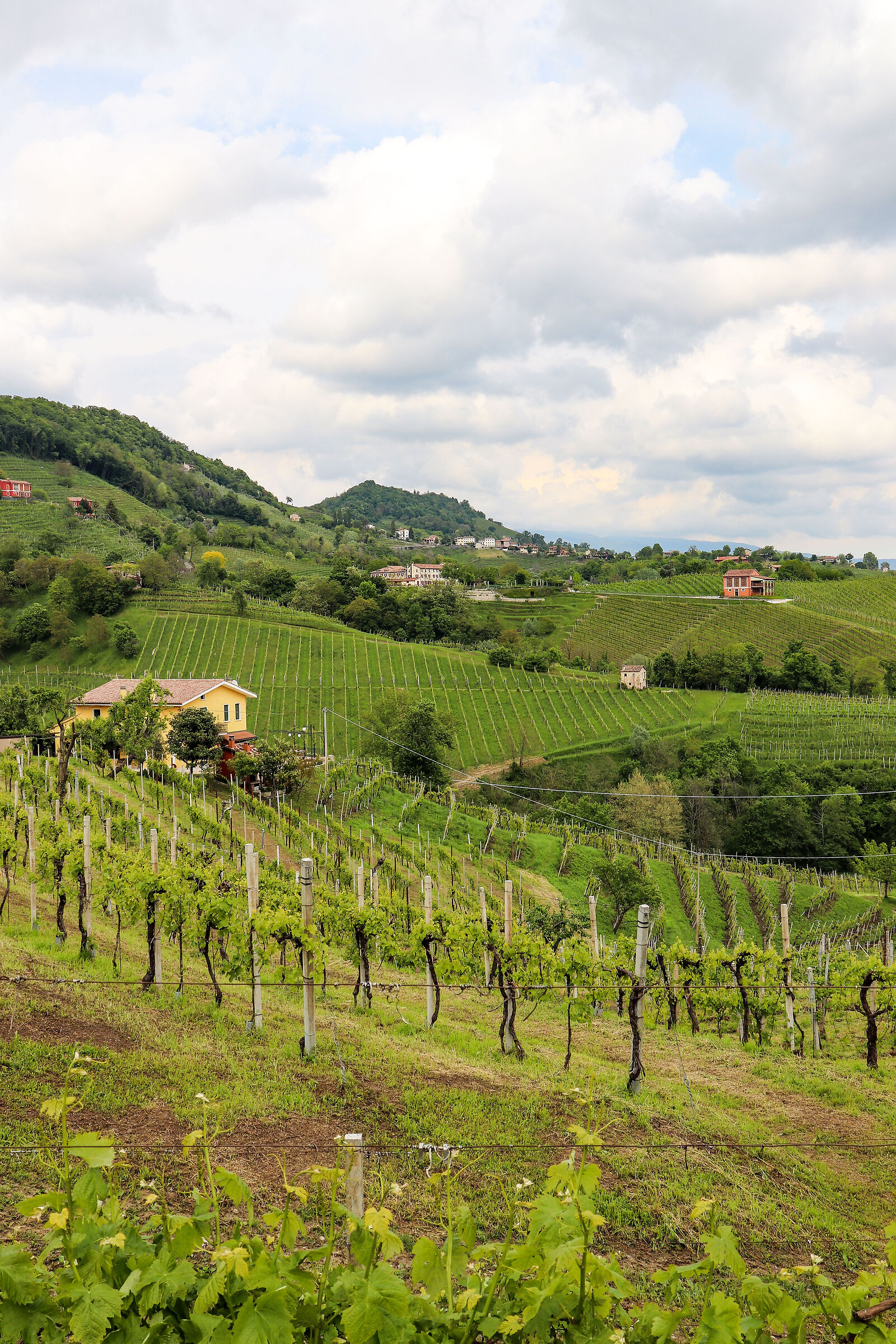 Prosecco Hills