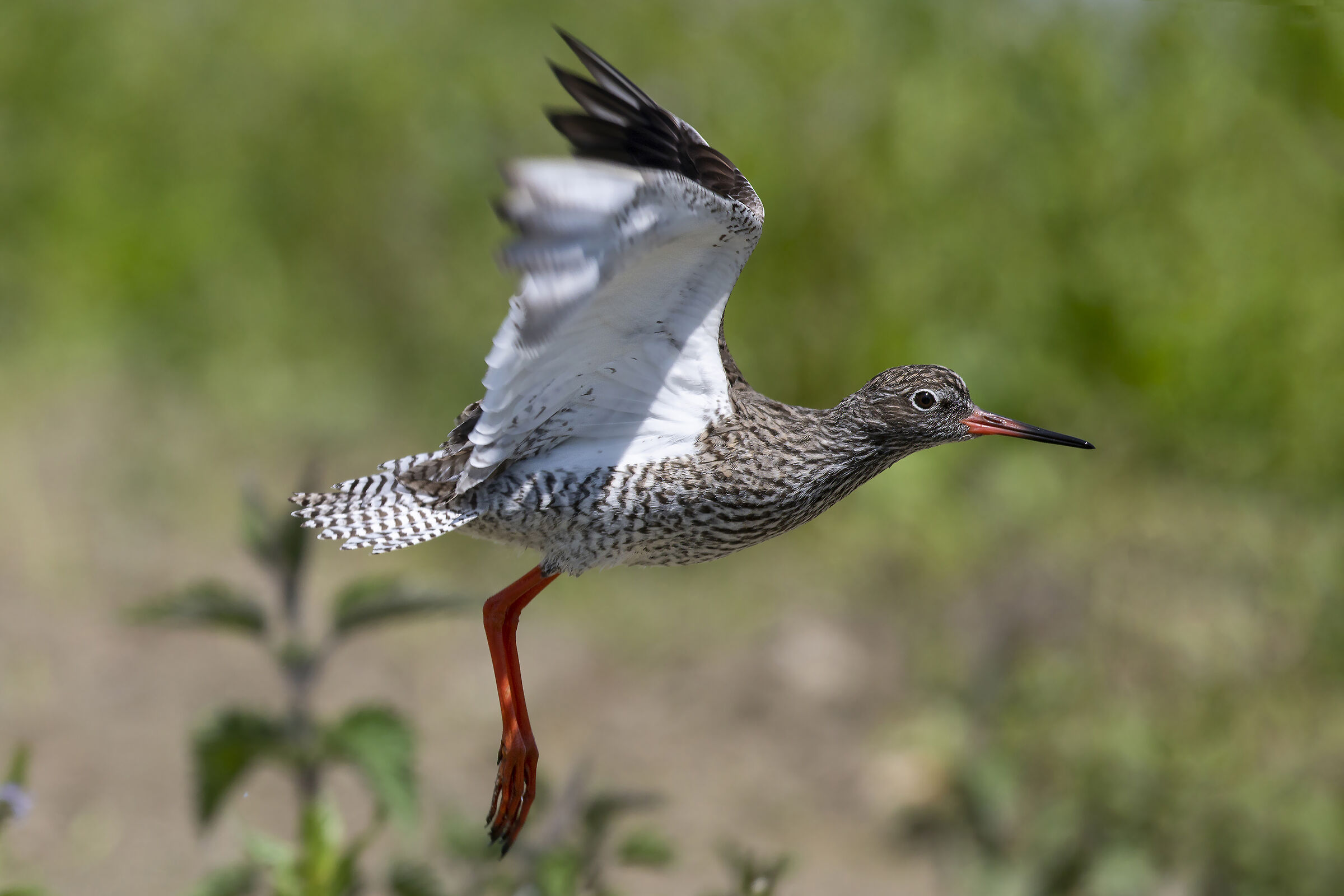 redshank