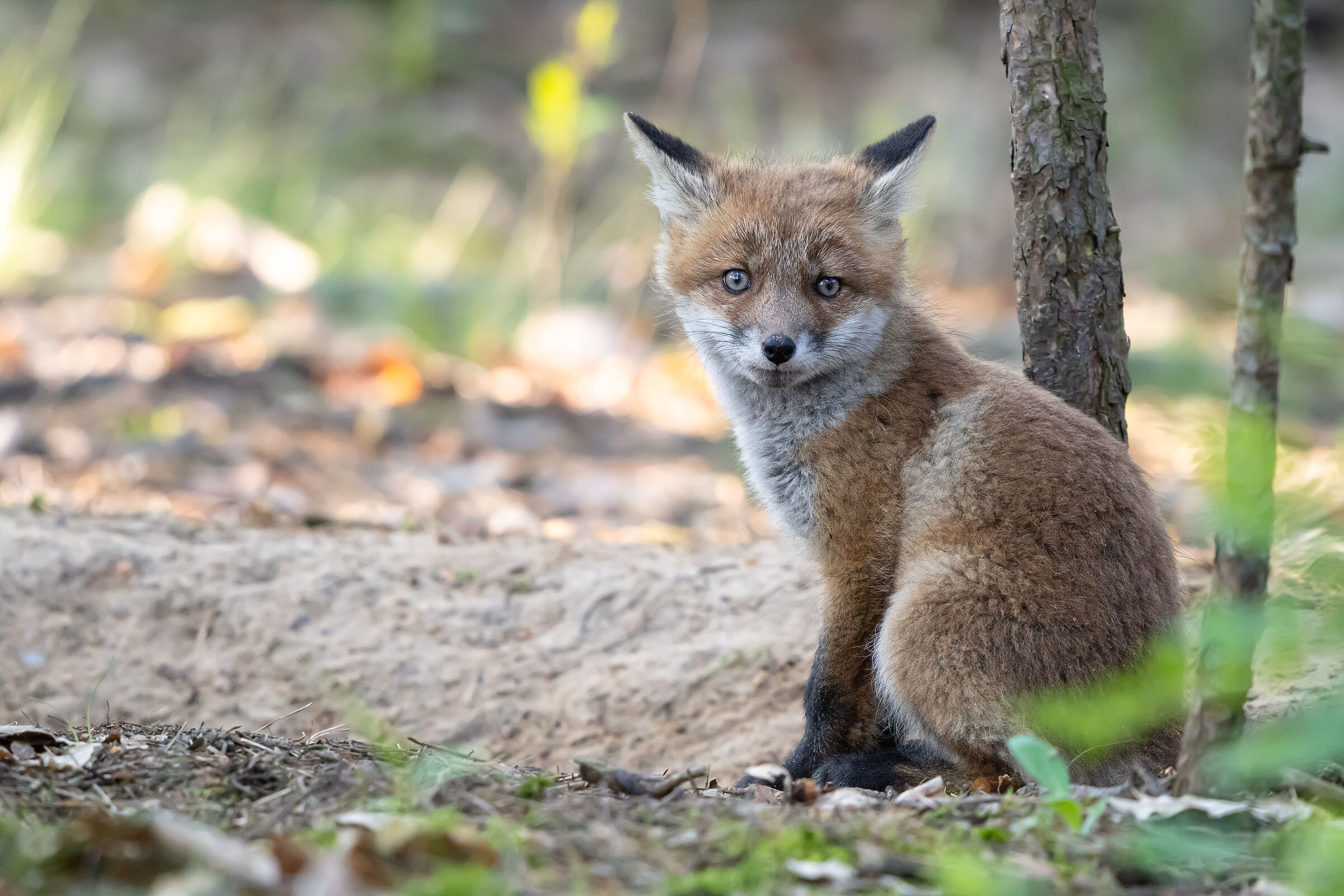 Volpe rossa (Vulpes vulpes)