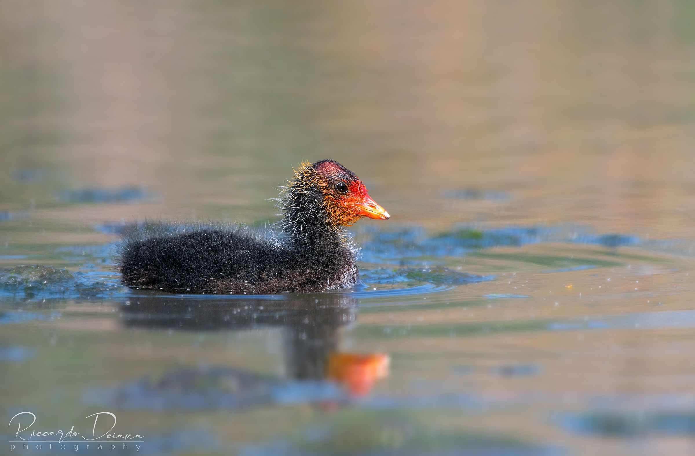 Non sono bello ma piaccio..