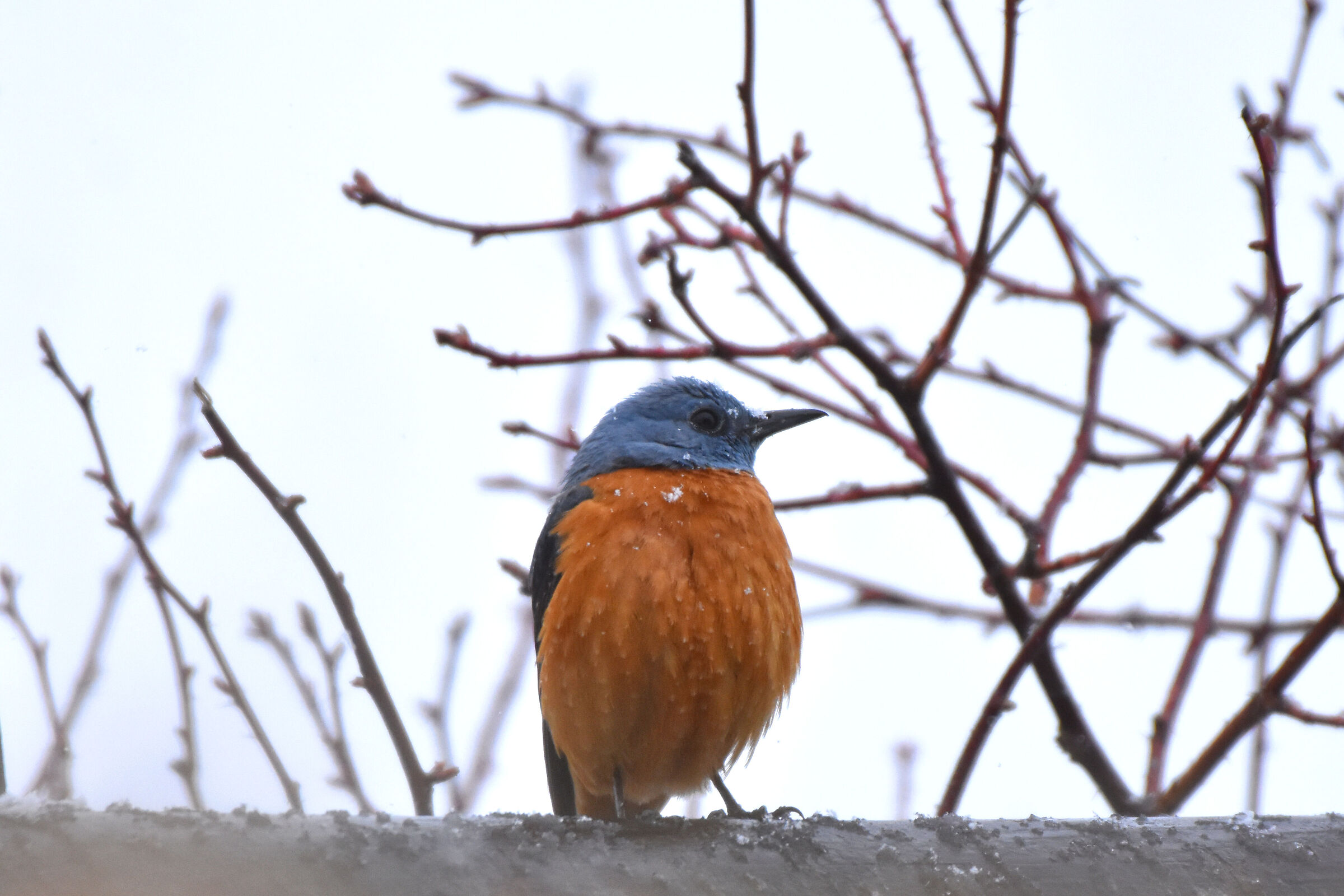 Codirossone  nella neve