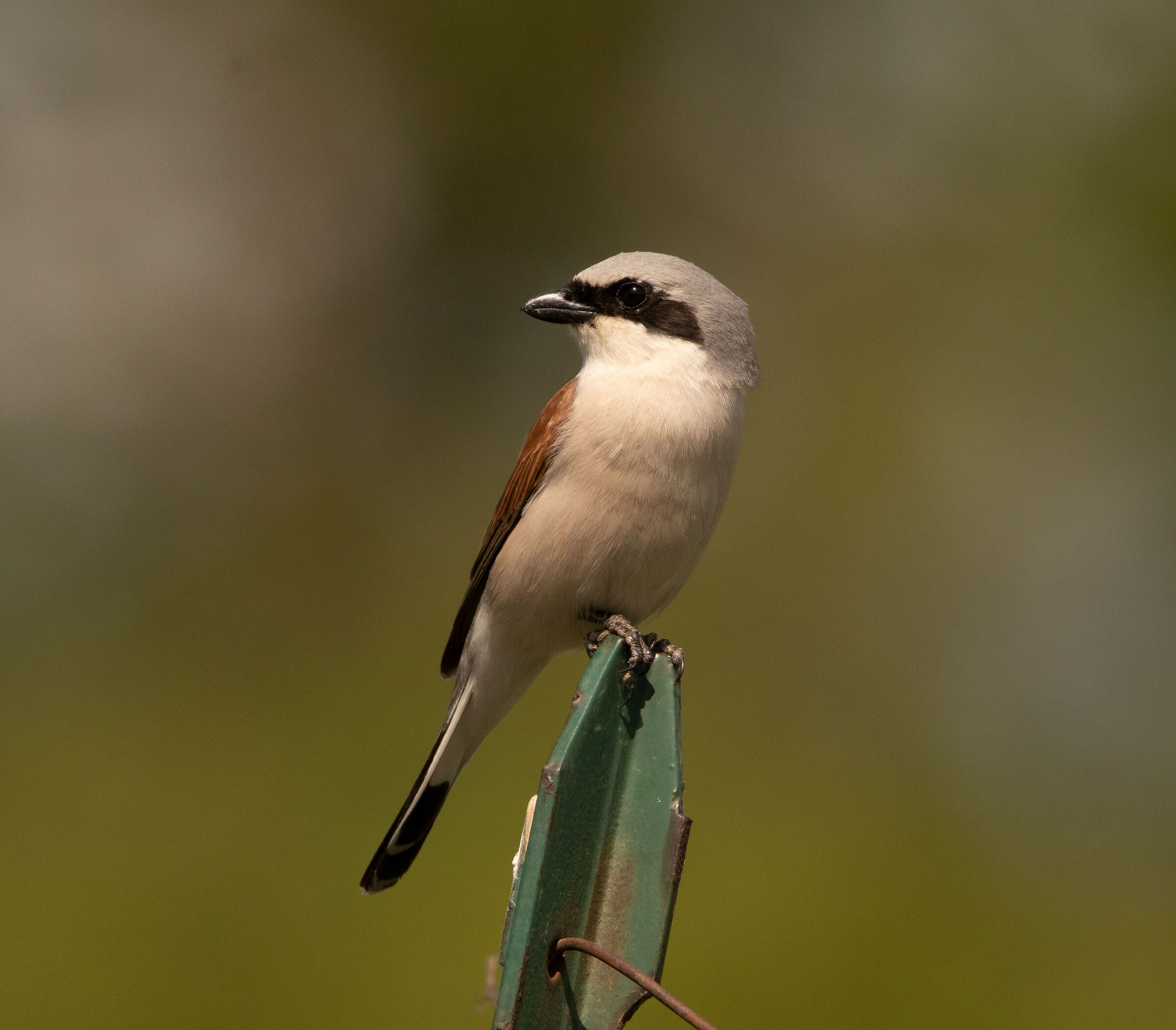 Averla piccola (Lanius collurio) su un palo 23/05/2021