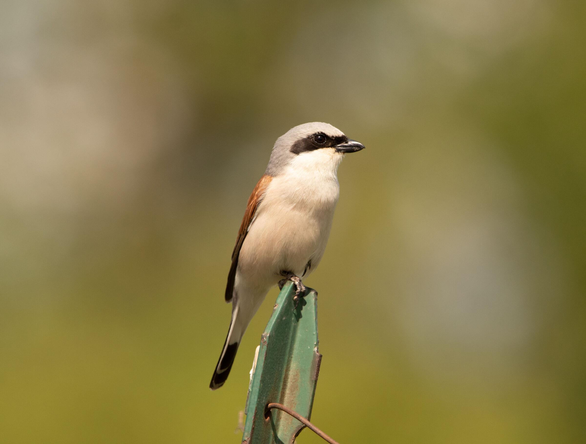 Averla piccola (Lanius collurio) su un palo 23/05/2021
