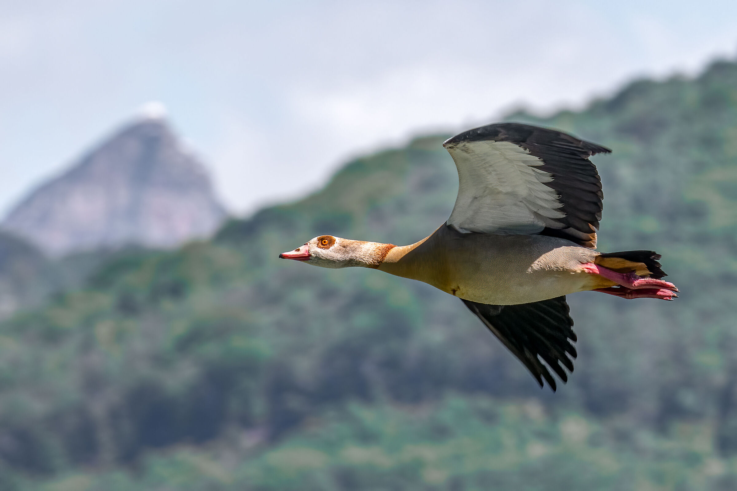 Egyptian Goose