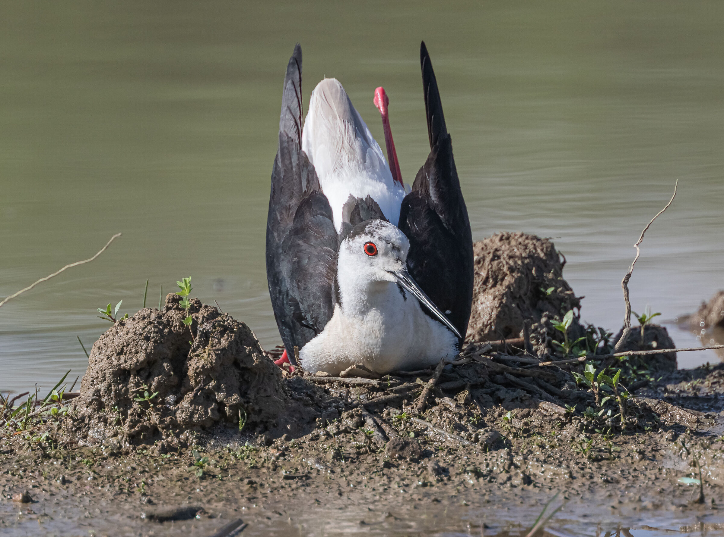 Dolce attesa in palude