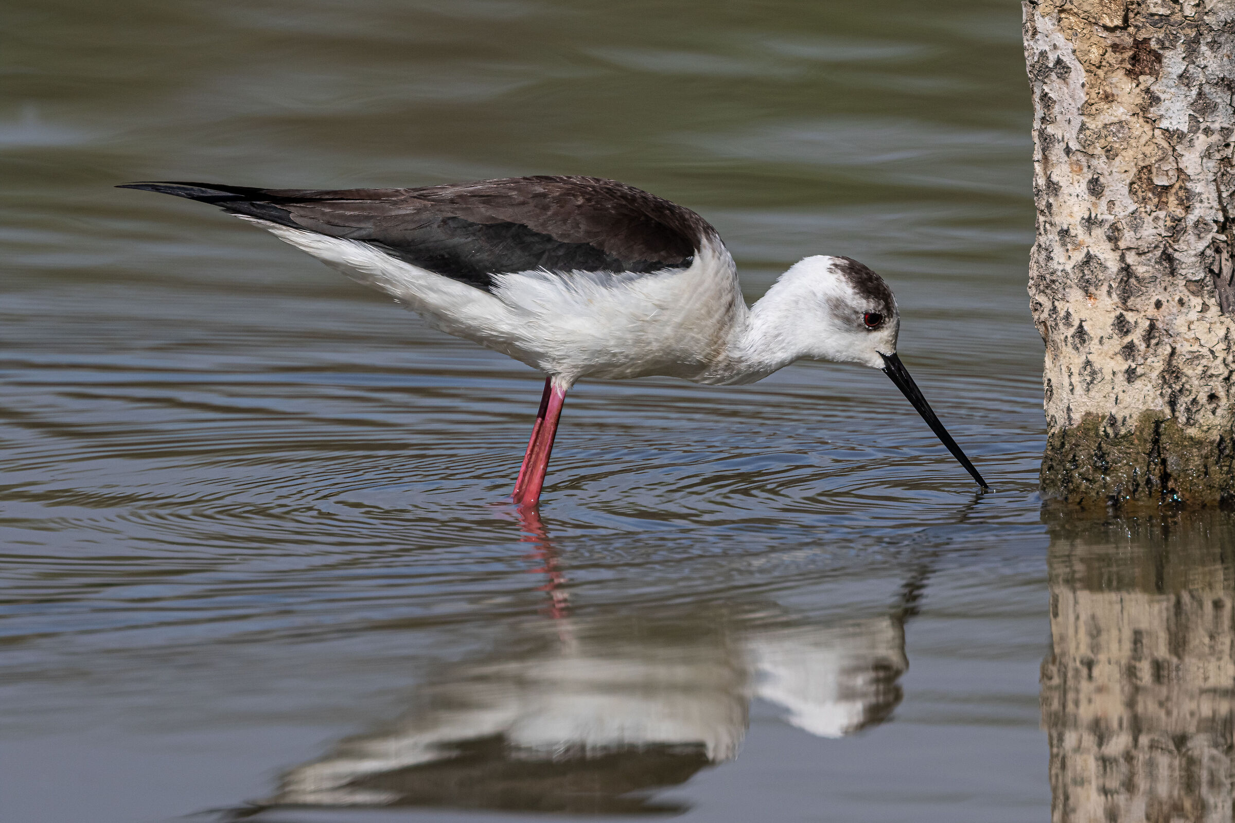 Alla ricerca di qualcosa da mangiare