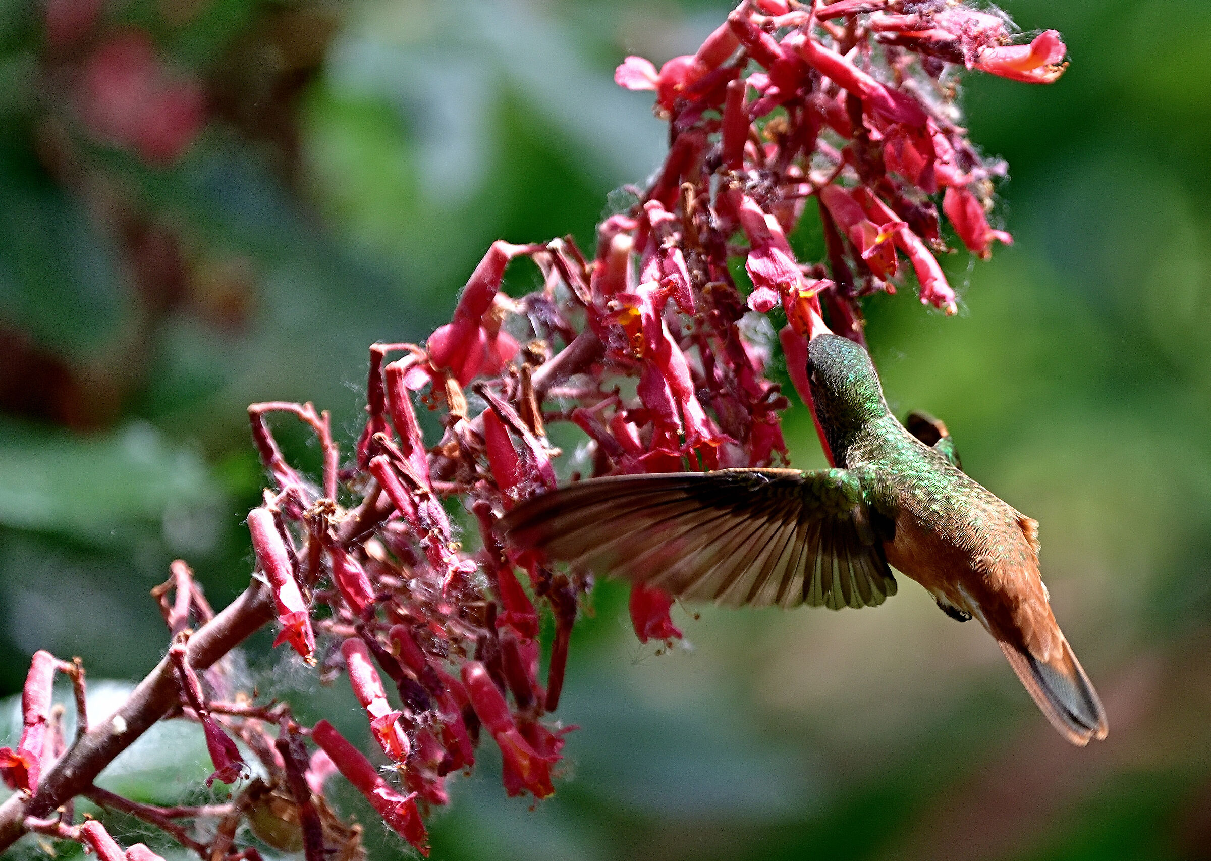Il velocissimo colibrì