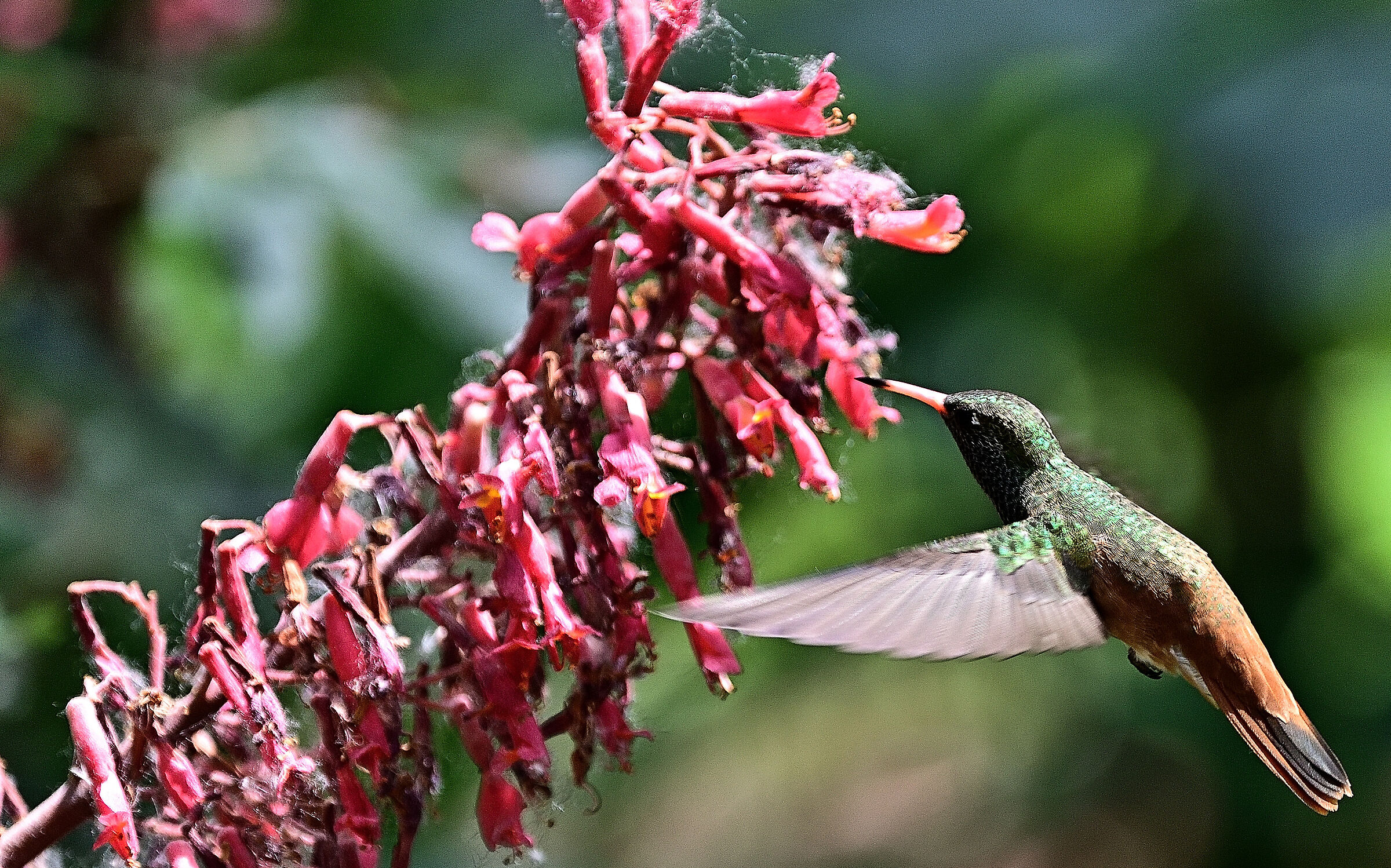 Il velocissimo colibrì