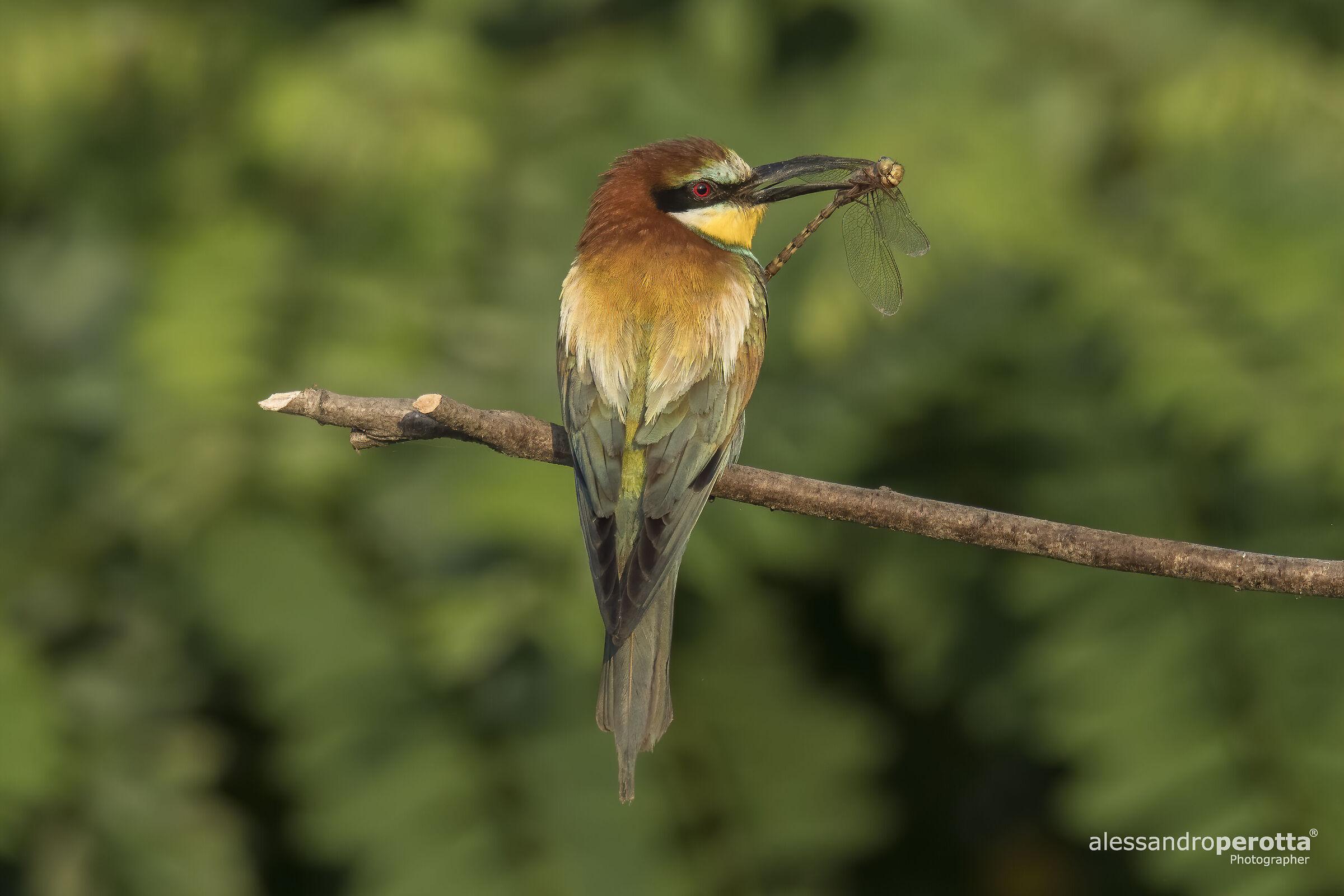 Merops apiaster