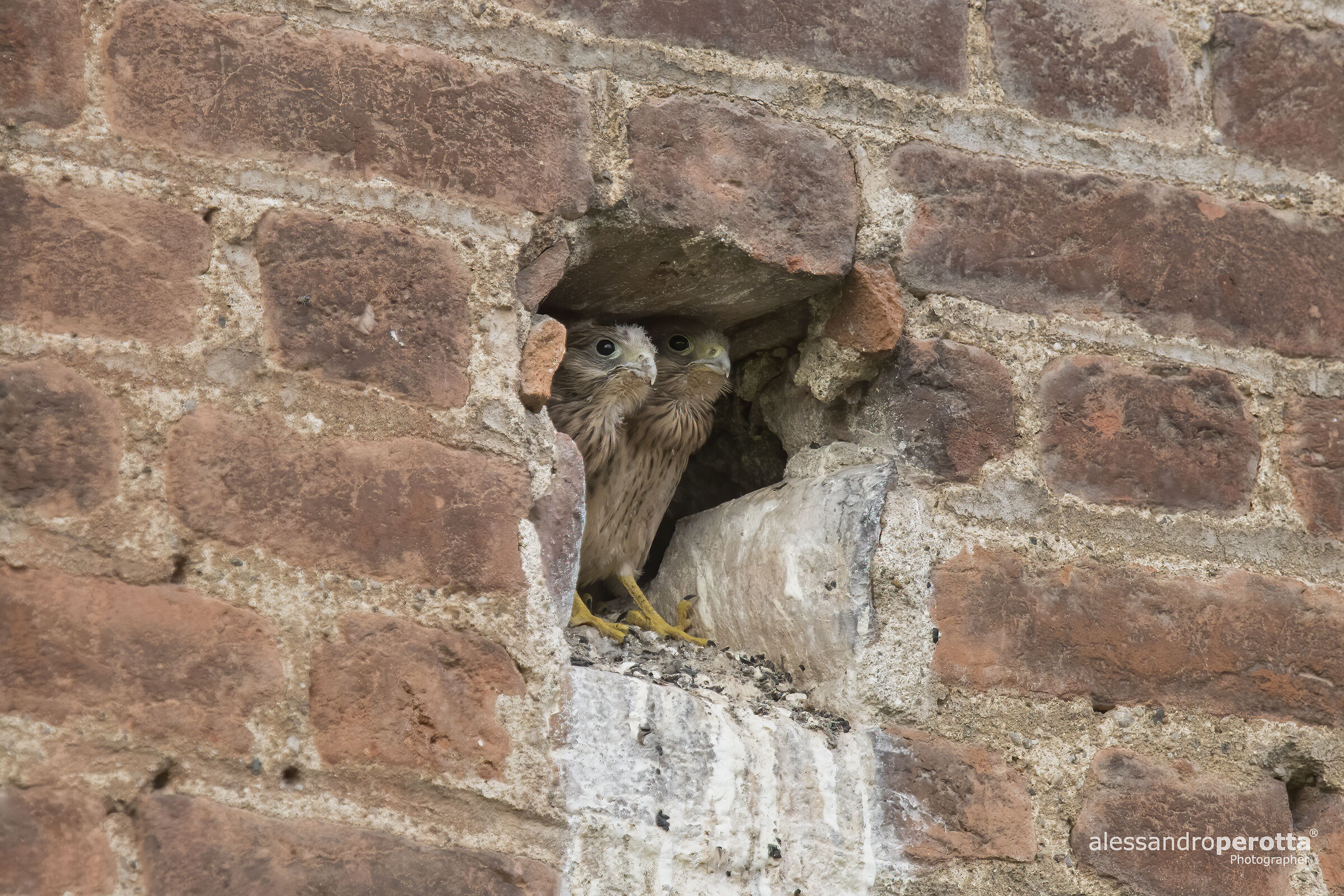 Tinnunculus Falcon