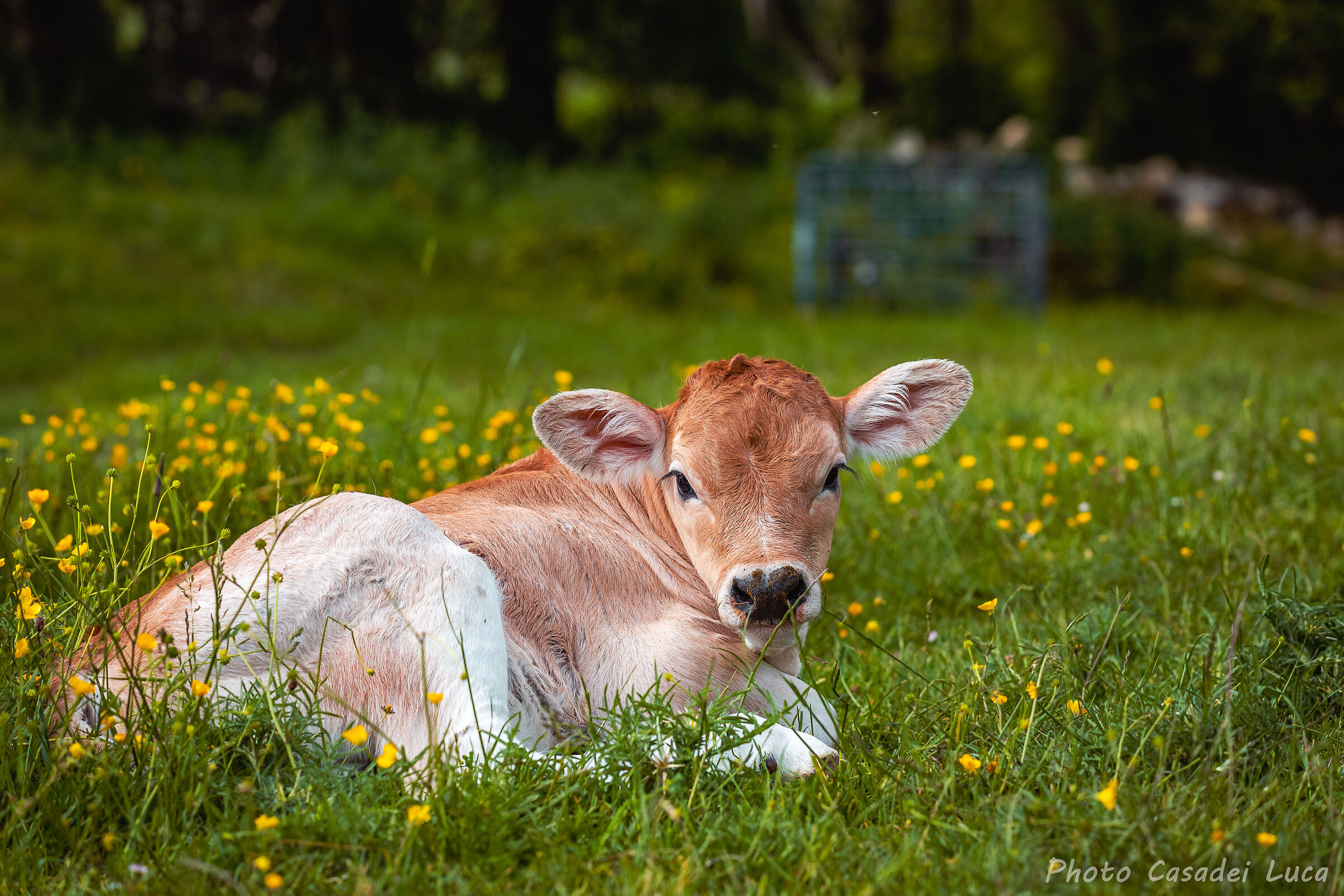 Cow and flowers
