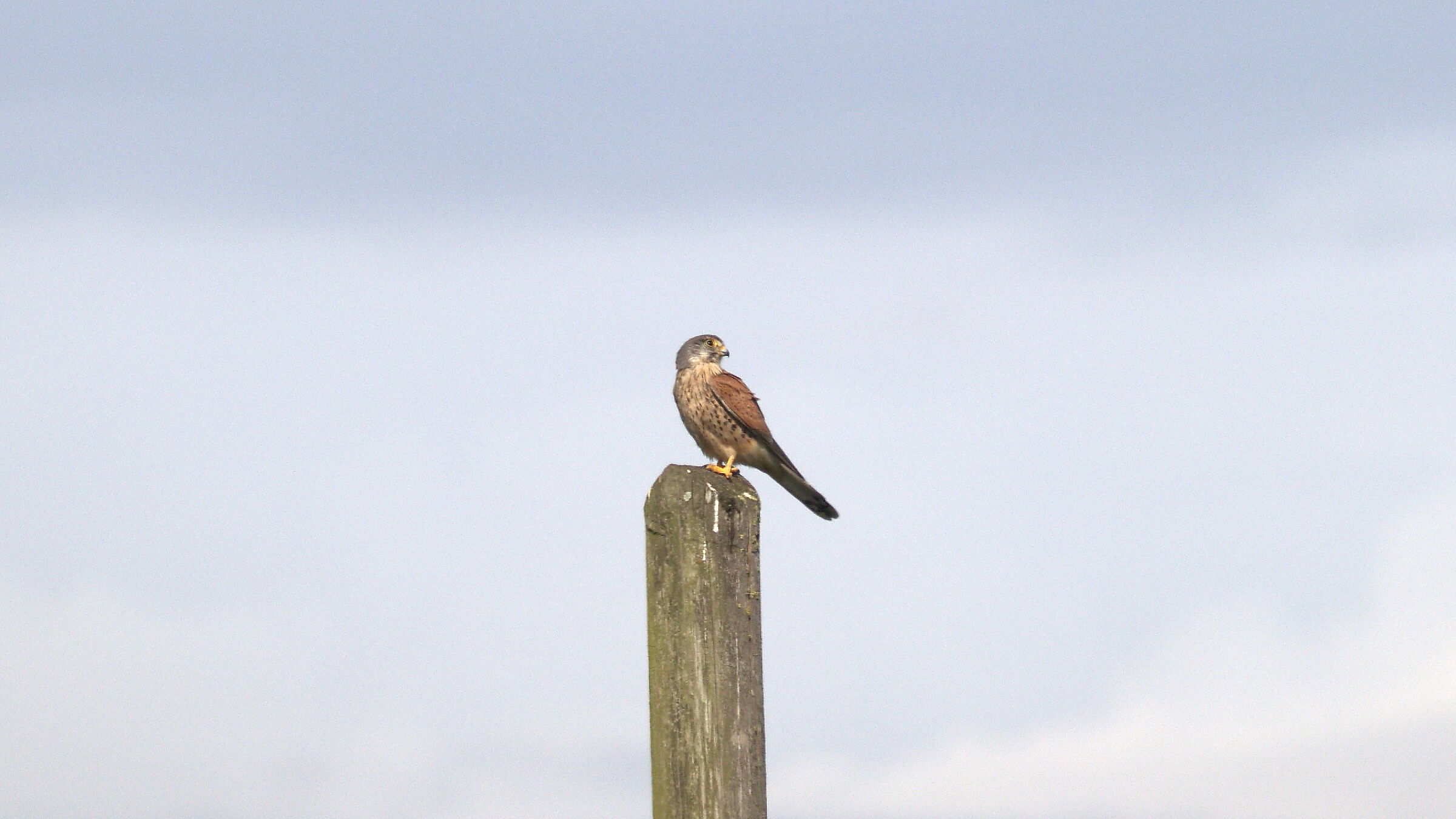 Falcon resting on a pole