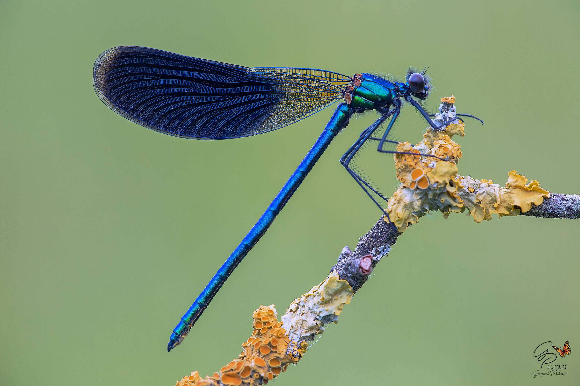 Calopteryx splendens - maschio