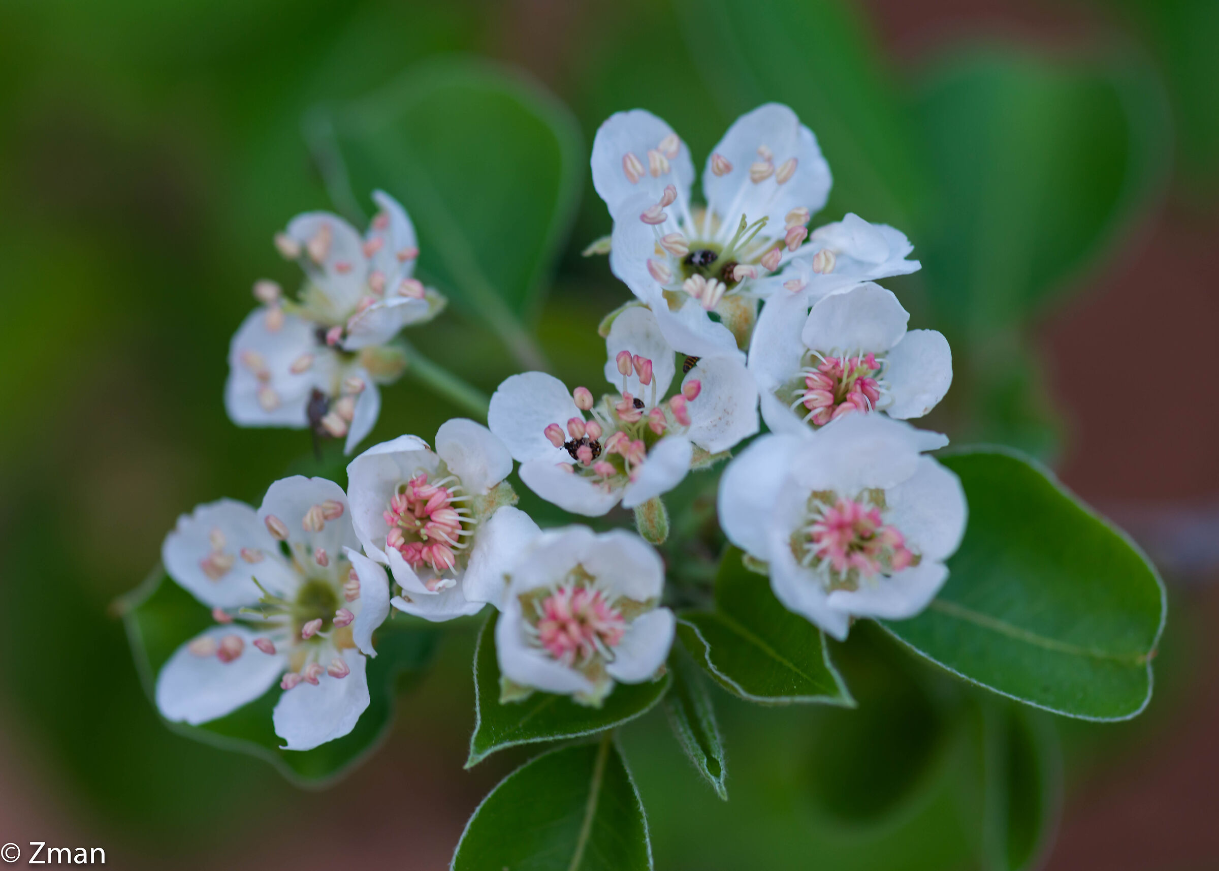 Pear in Bloom
