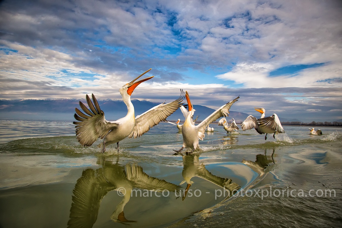 Pelicans