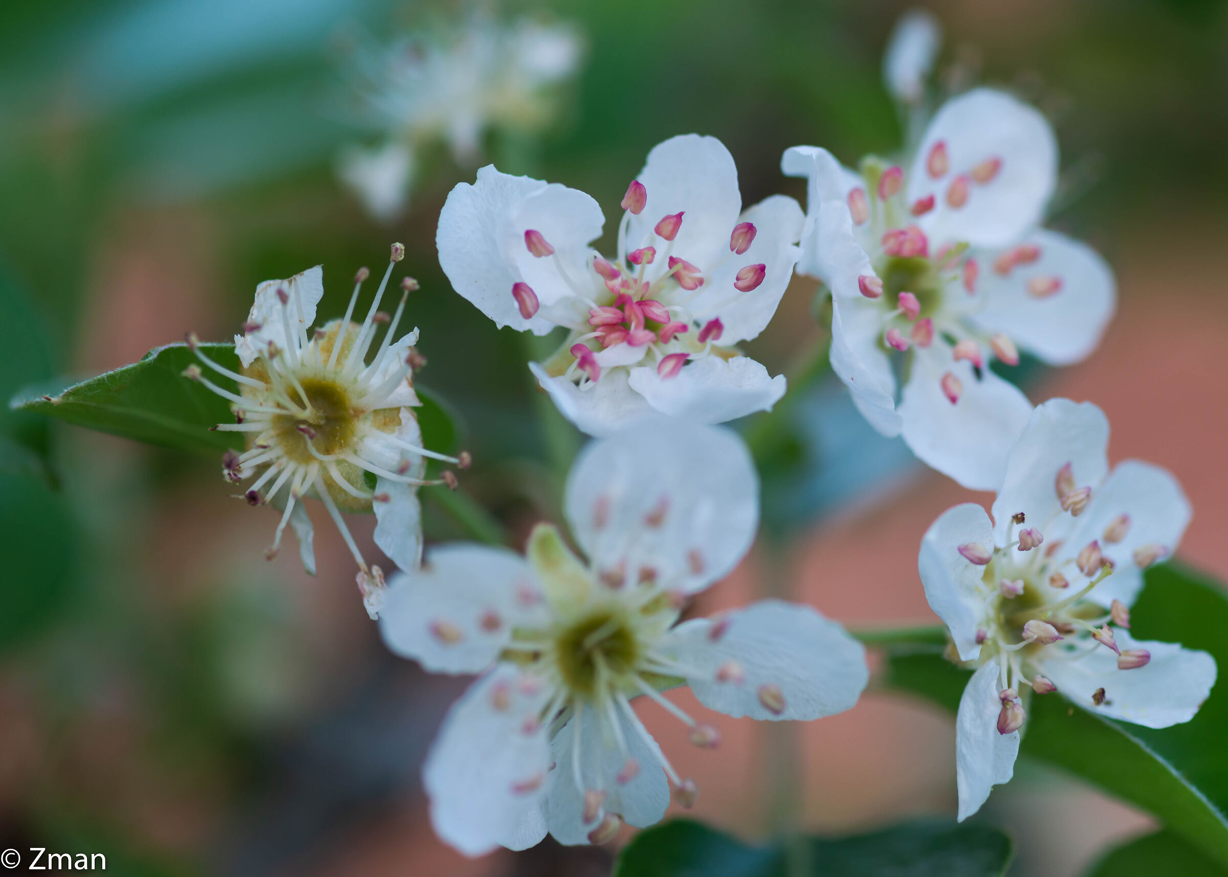Pear in Bloom