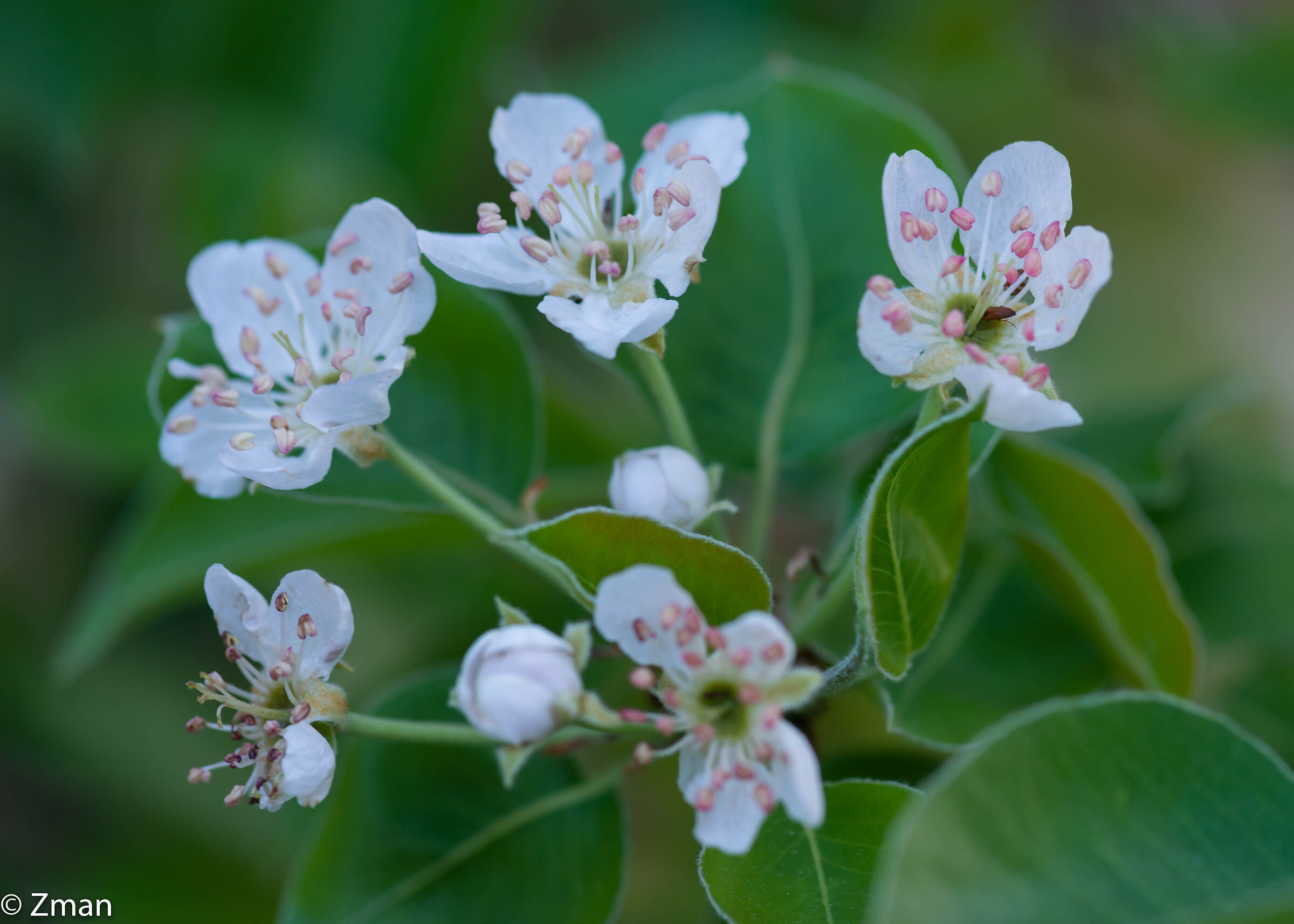 Pear in Bloom