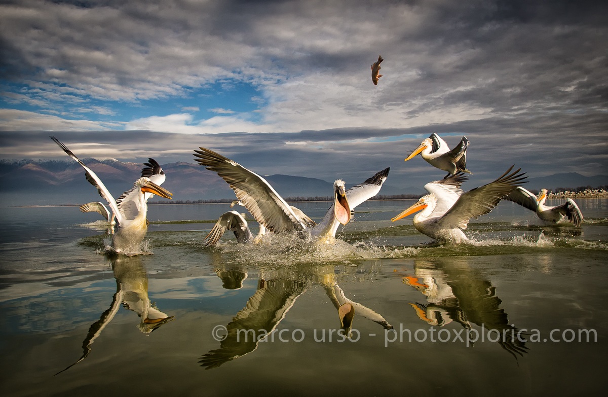 Pelicans