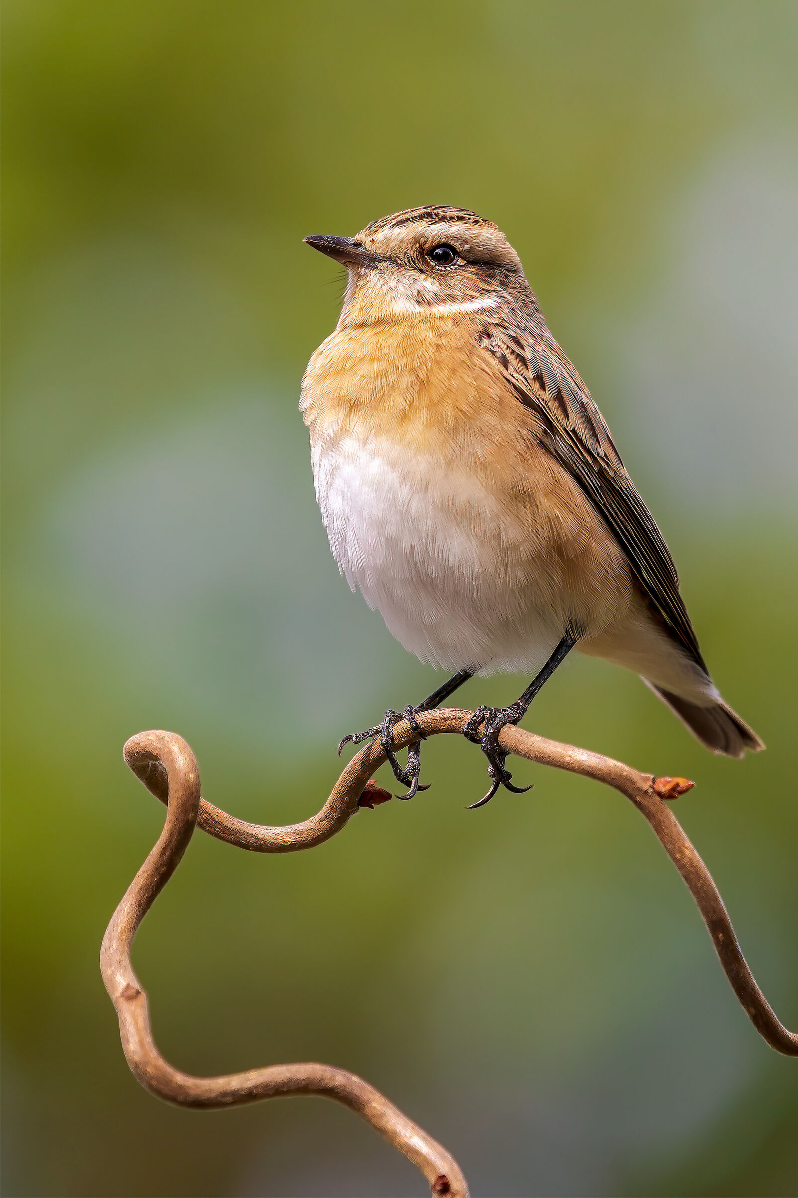 Stiaccino /Whinchat Saxicola rubetra