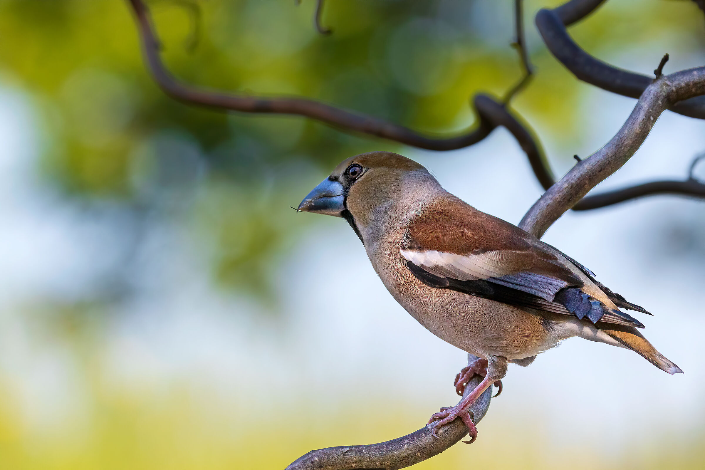 Frosone/Hawfinch Coccothraustes coccothraustes