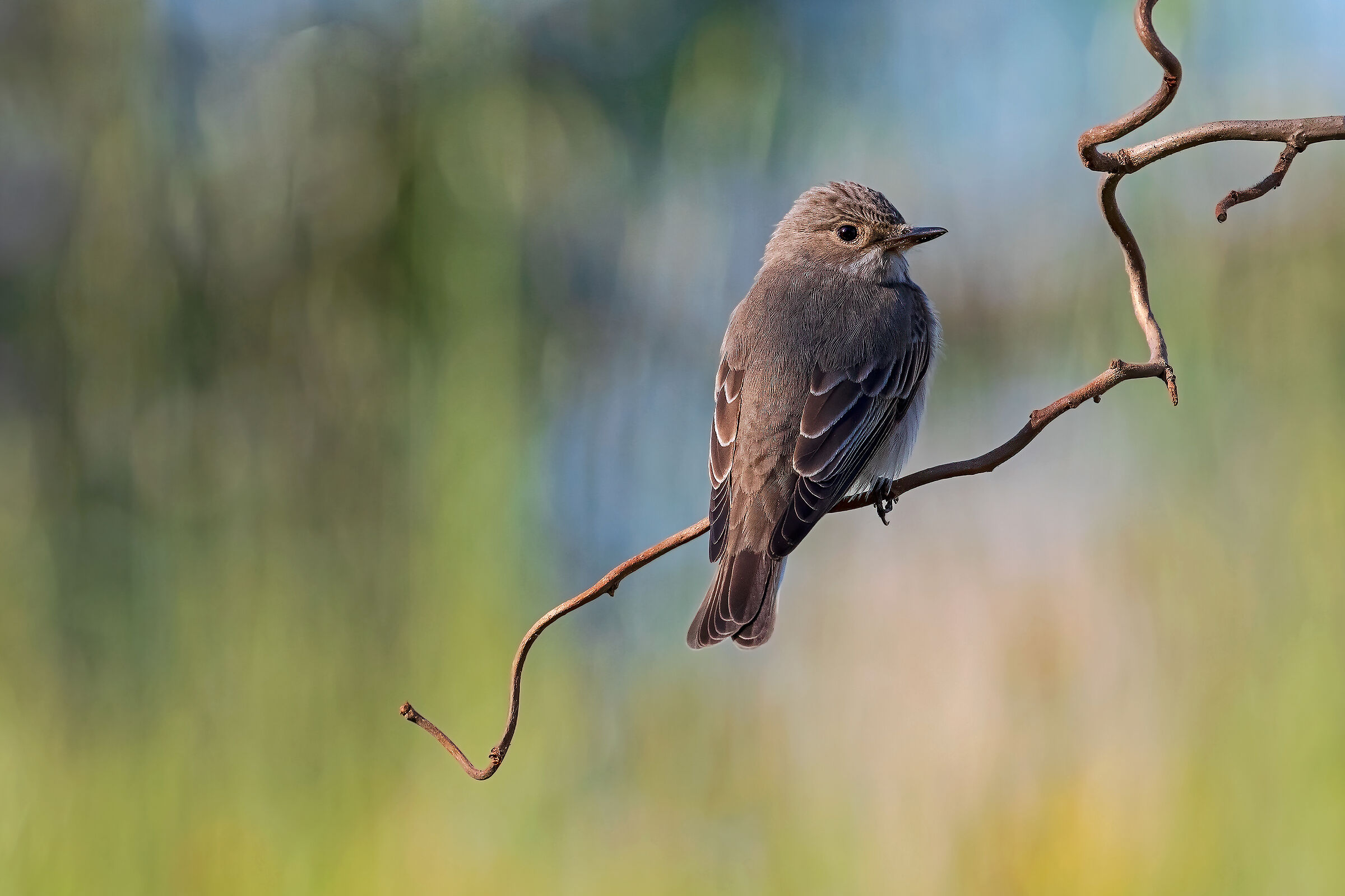 Pigliamosche/Spotted flycatcher Muscicapa striata