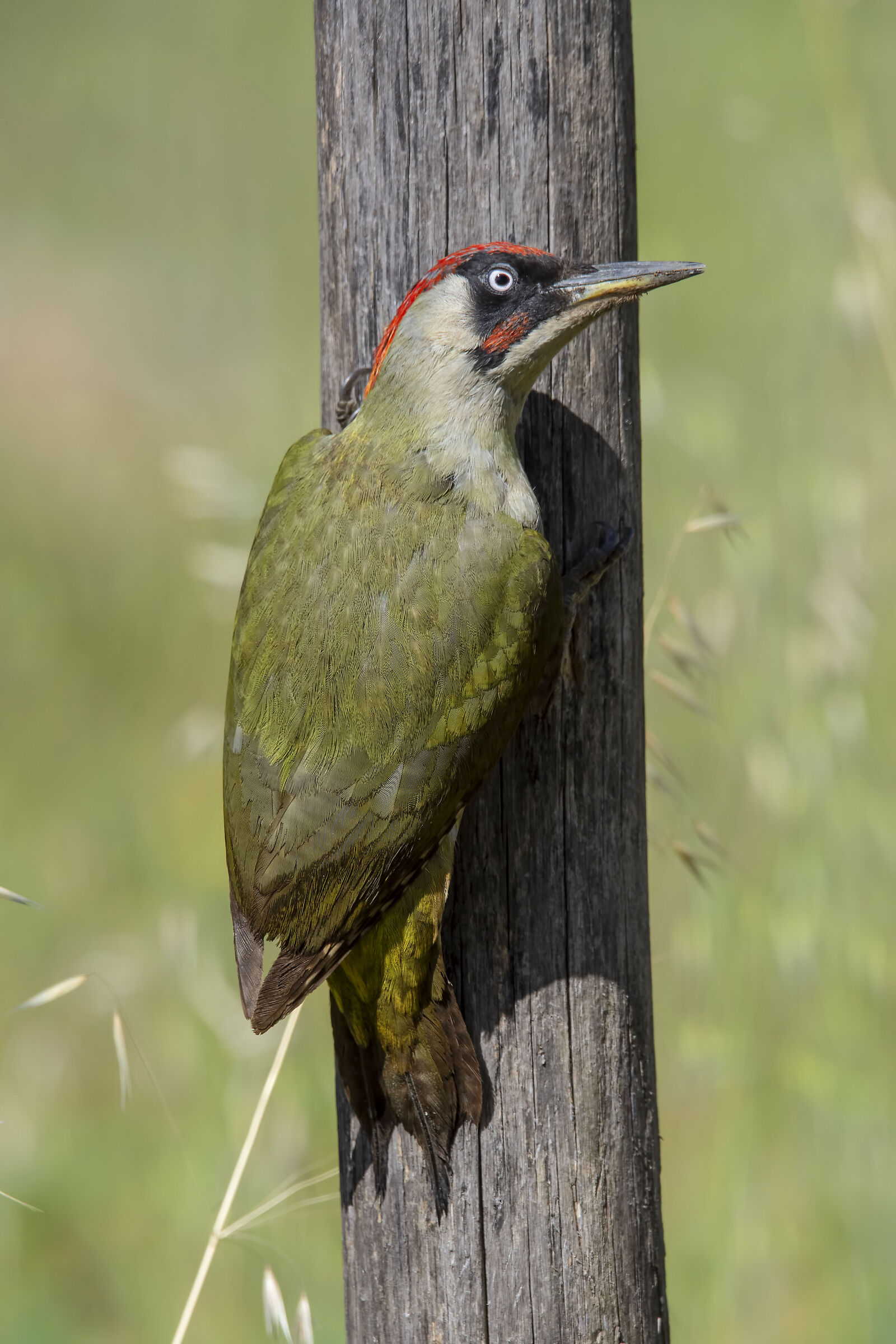 Picchio verde maschio