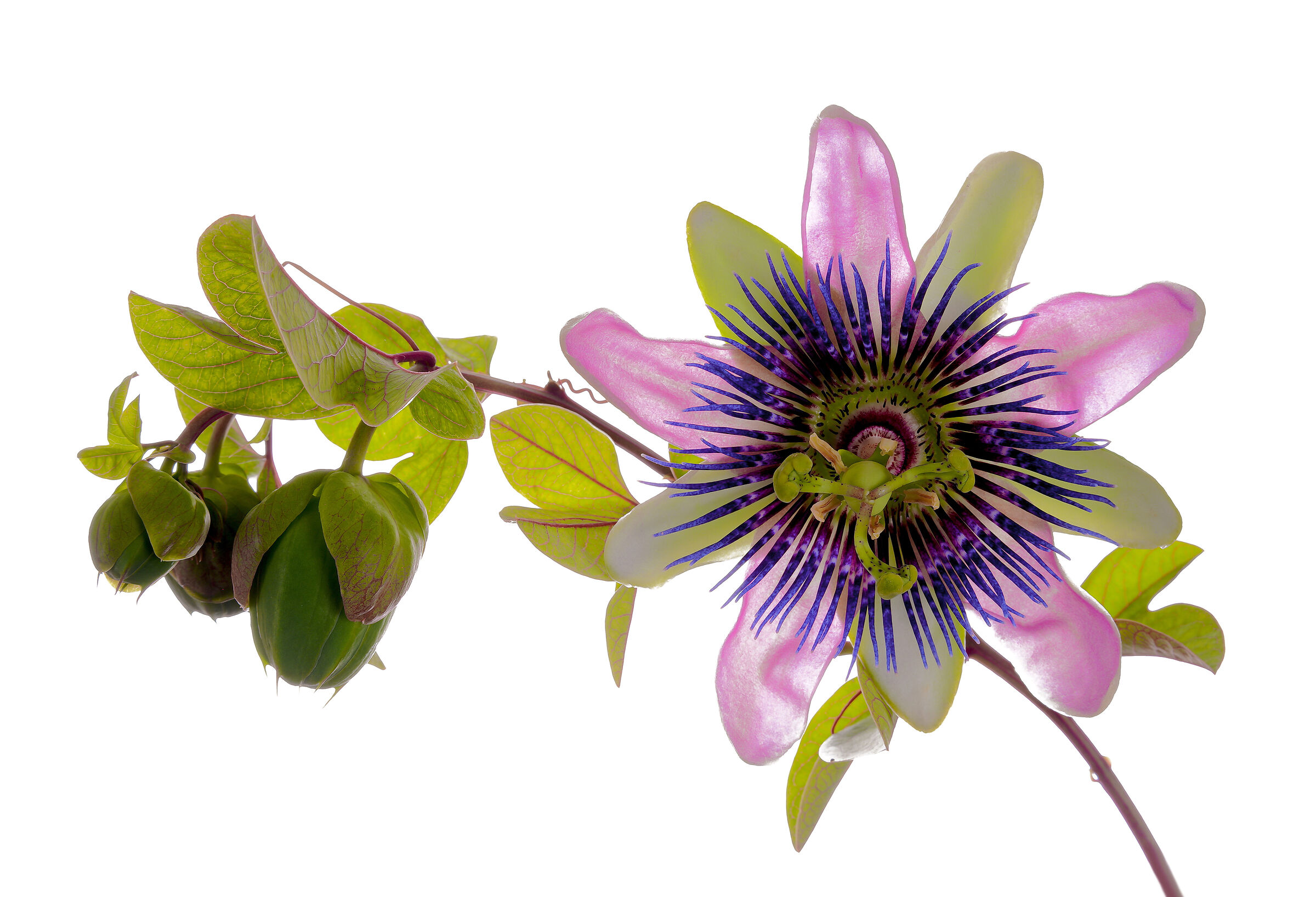 Passiflora