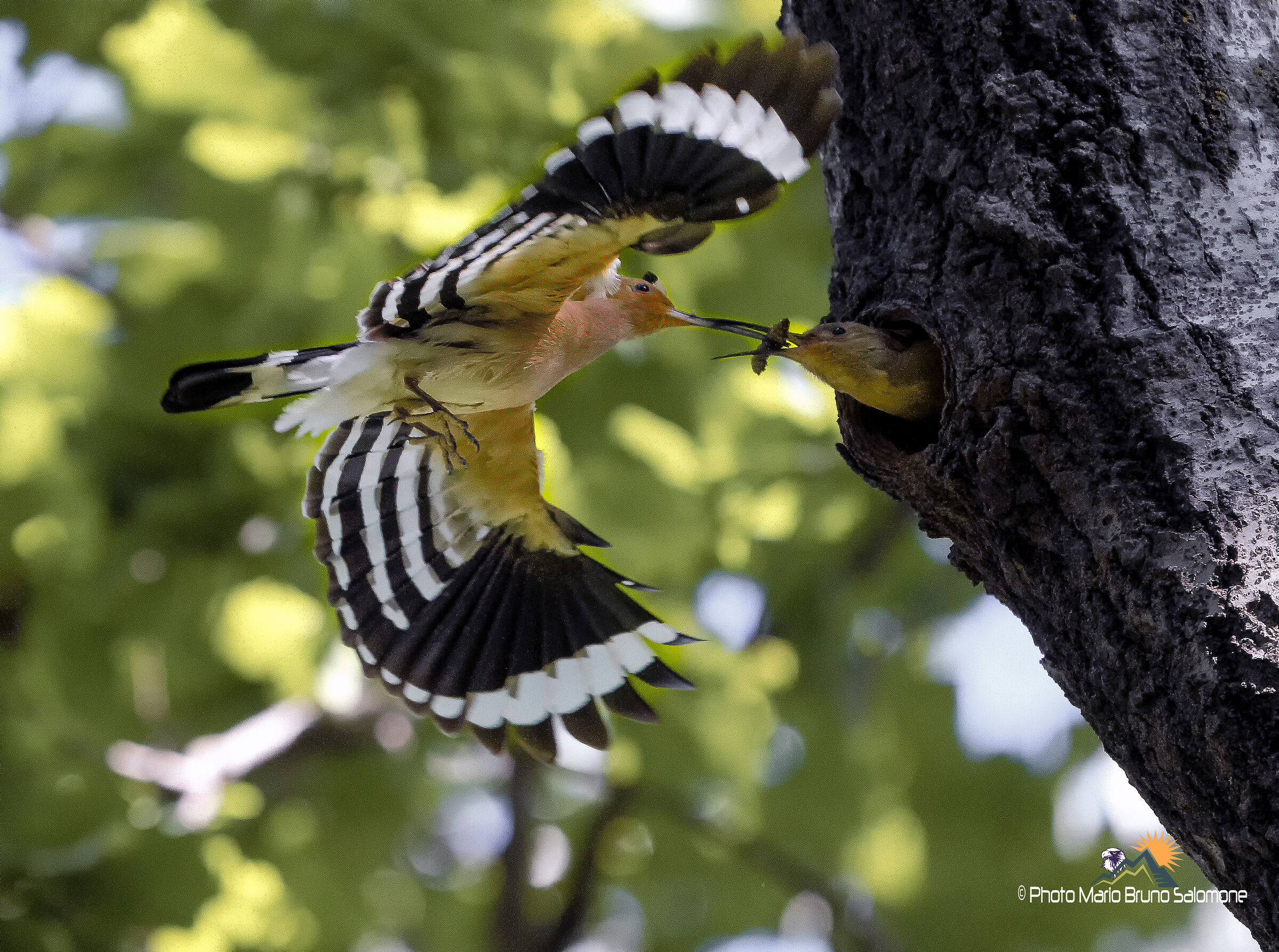 L'imbeccata dell'upupa.