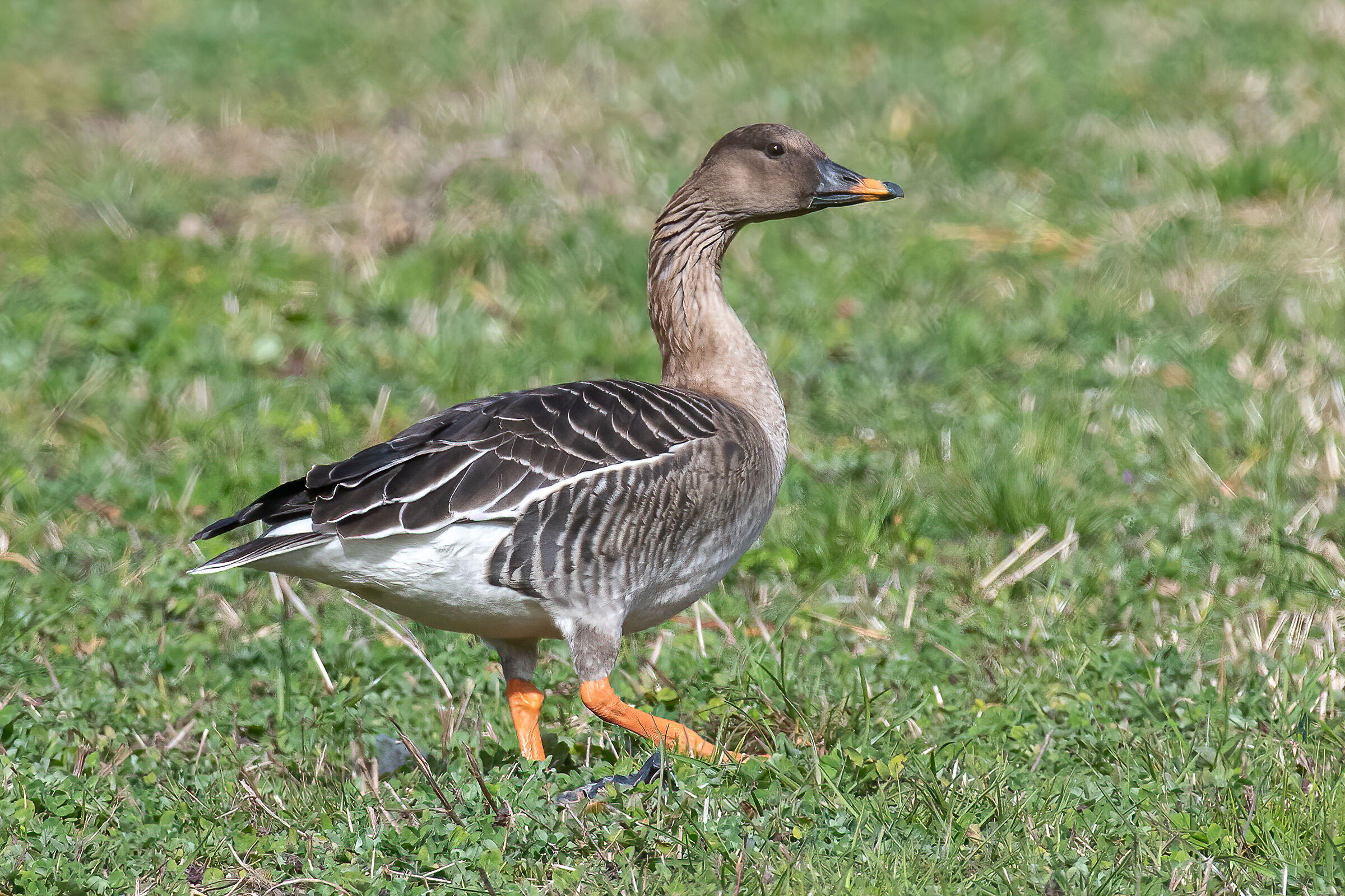 Granaiola goose