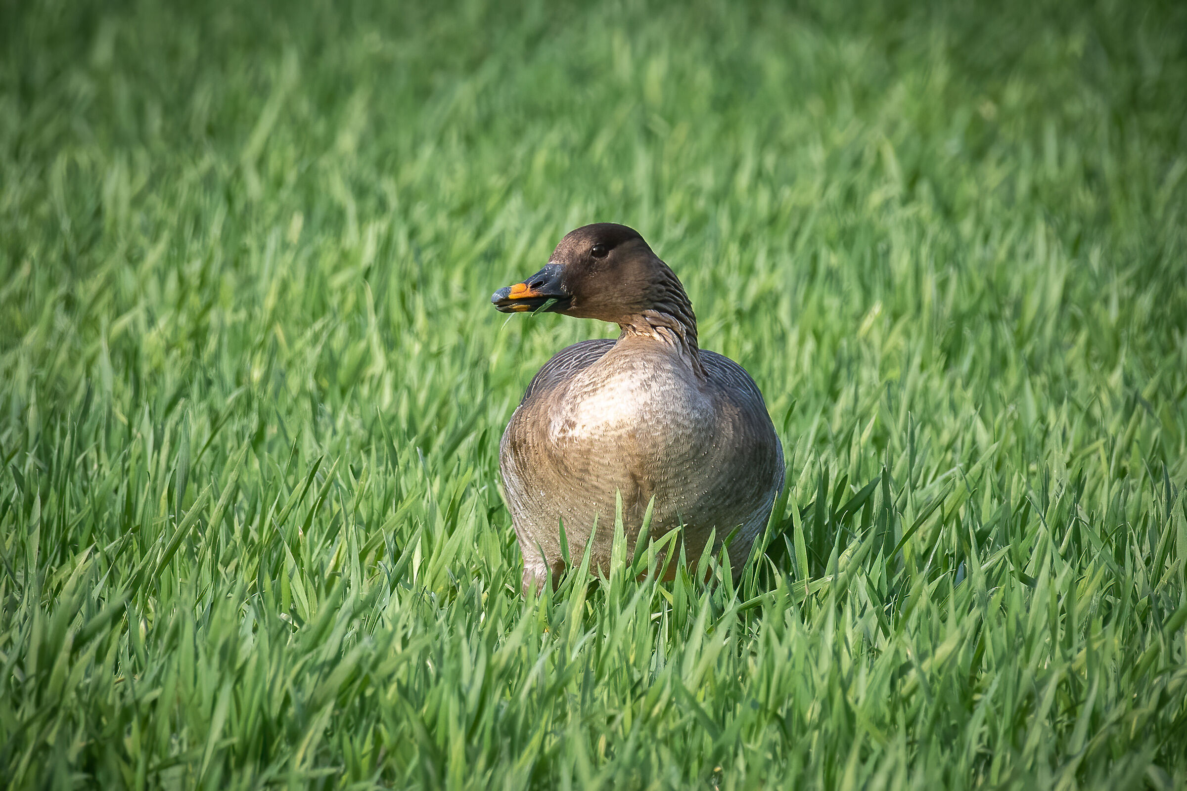 Granaiola goose in the field