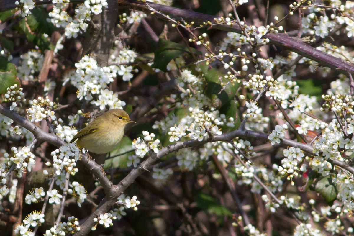A Fontana Candida è primavera