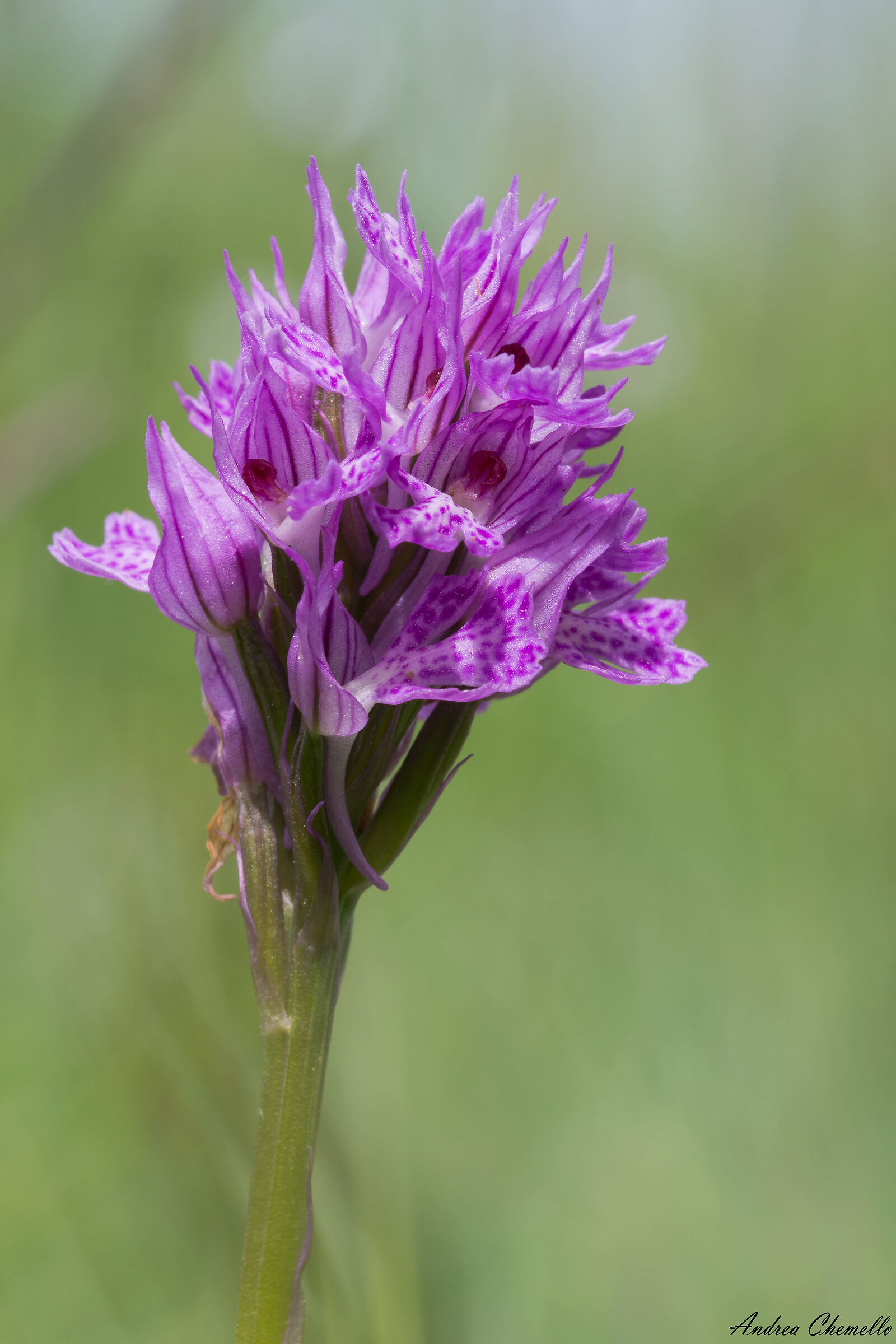 Orchidea screziata (Neotinea tridentata)