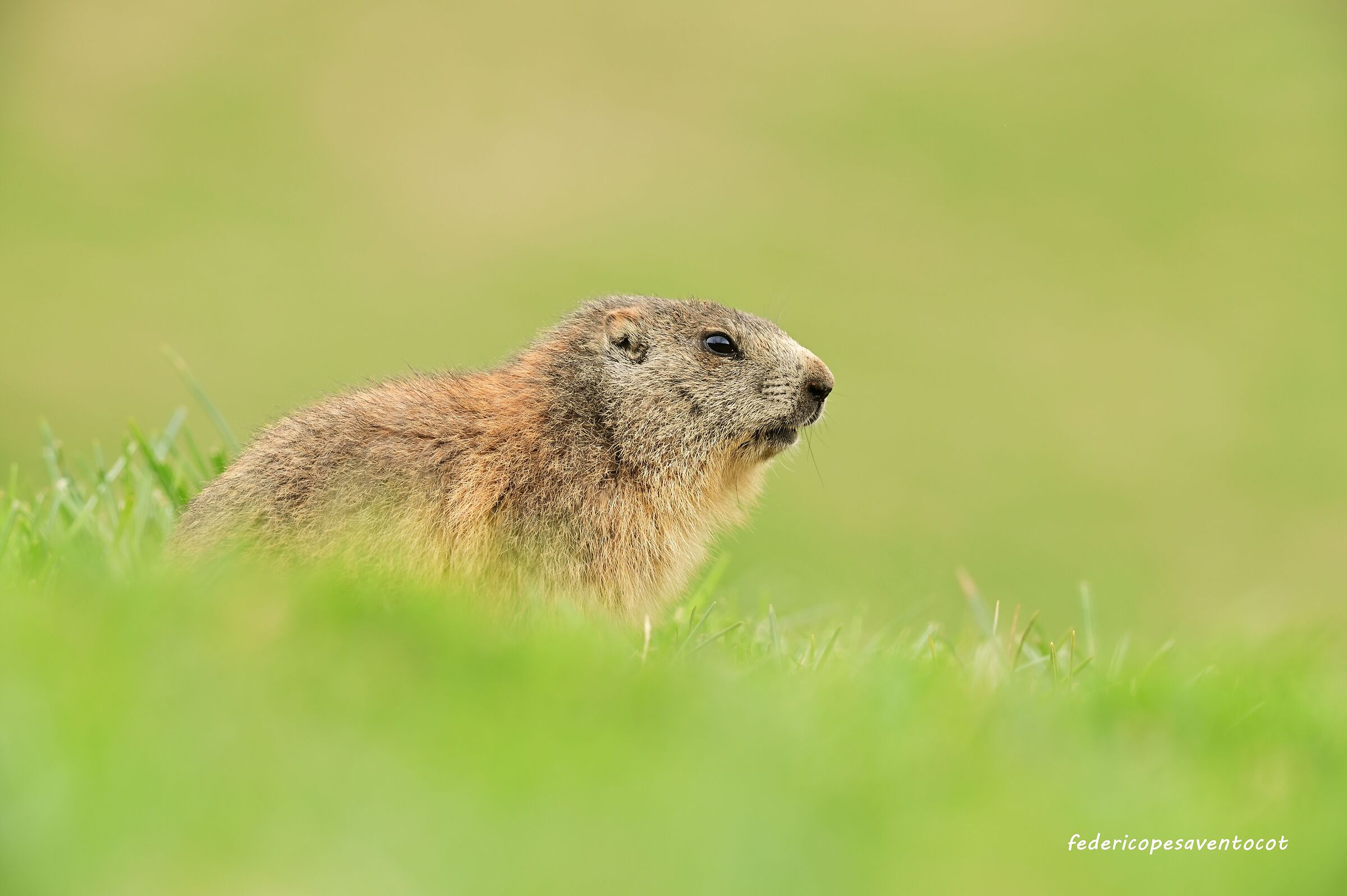 Marmotta
