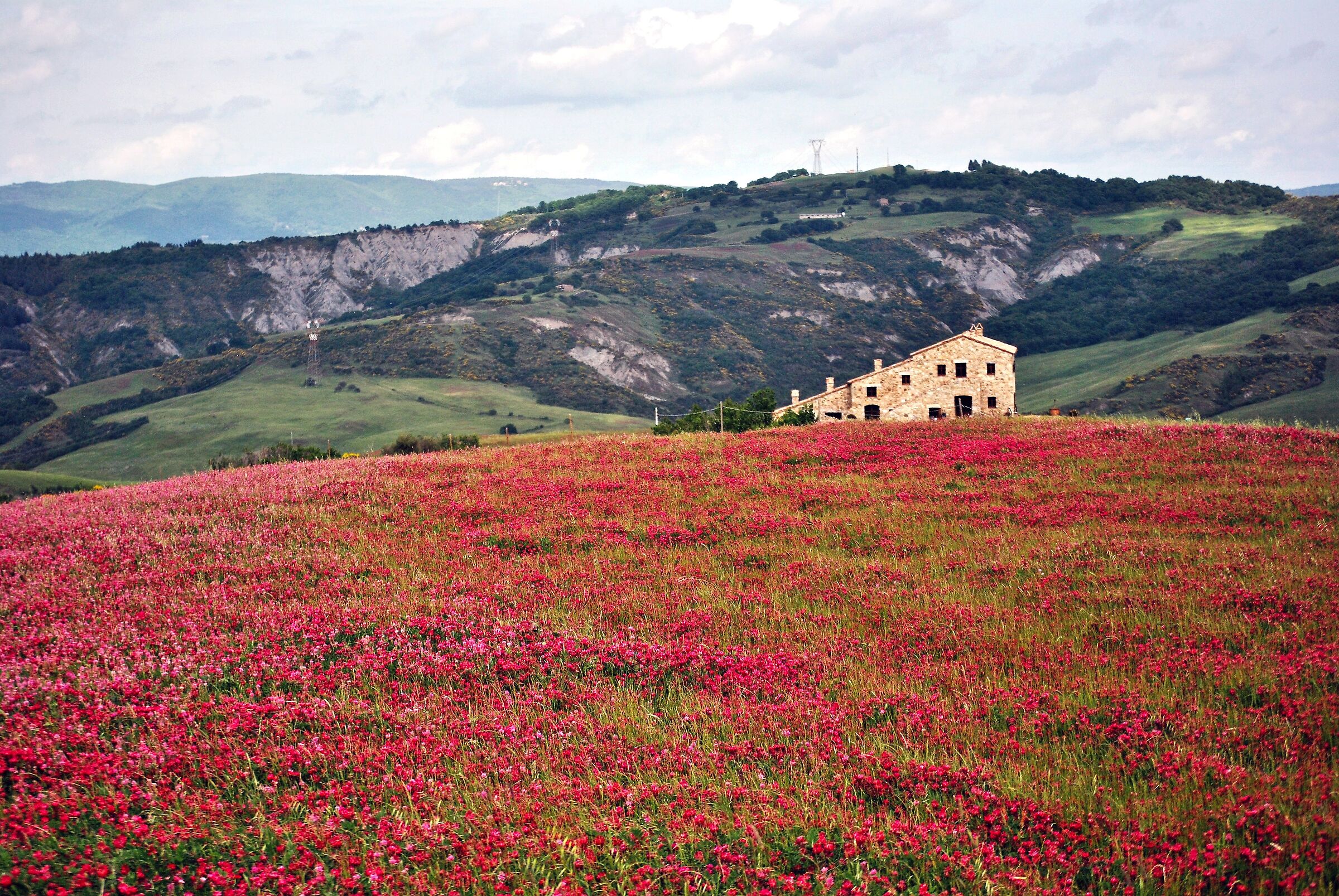 lupin
