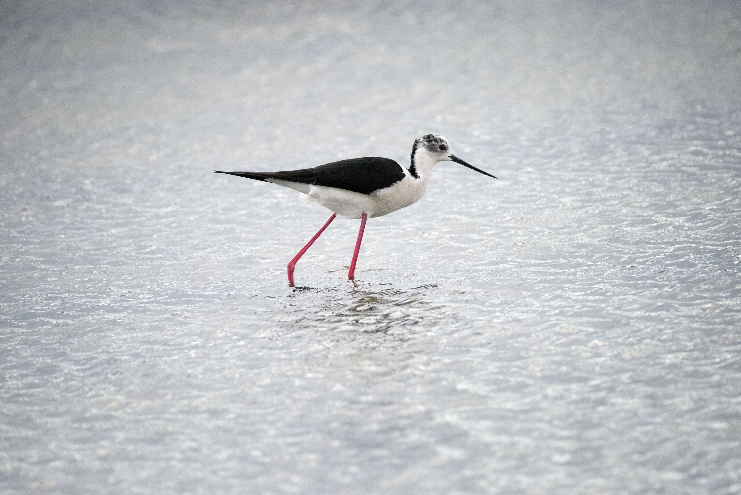 Cavaliere d'Italia Himantopus himantopus