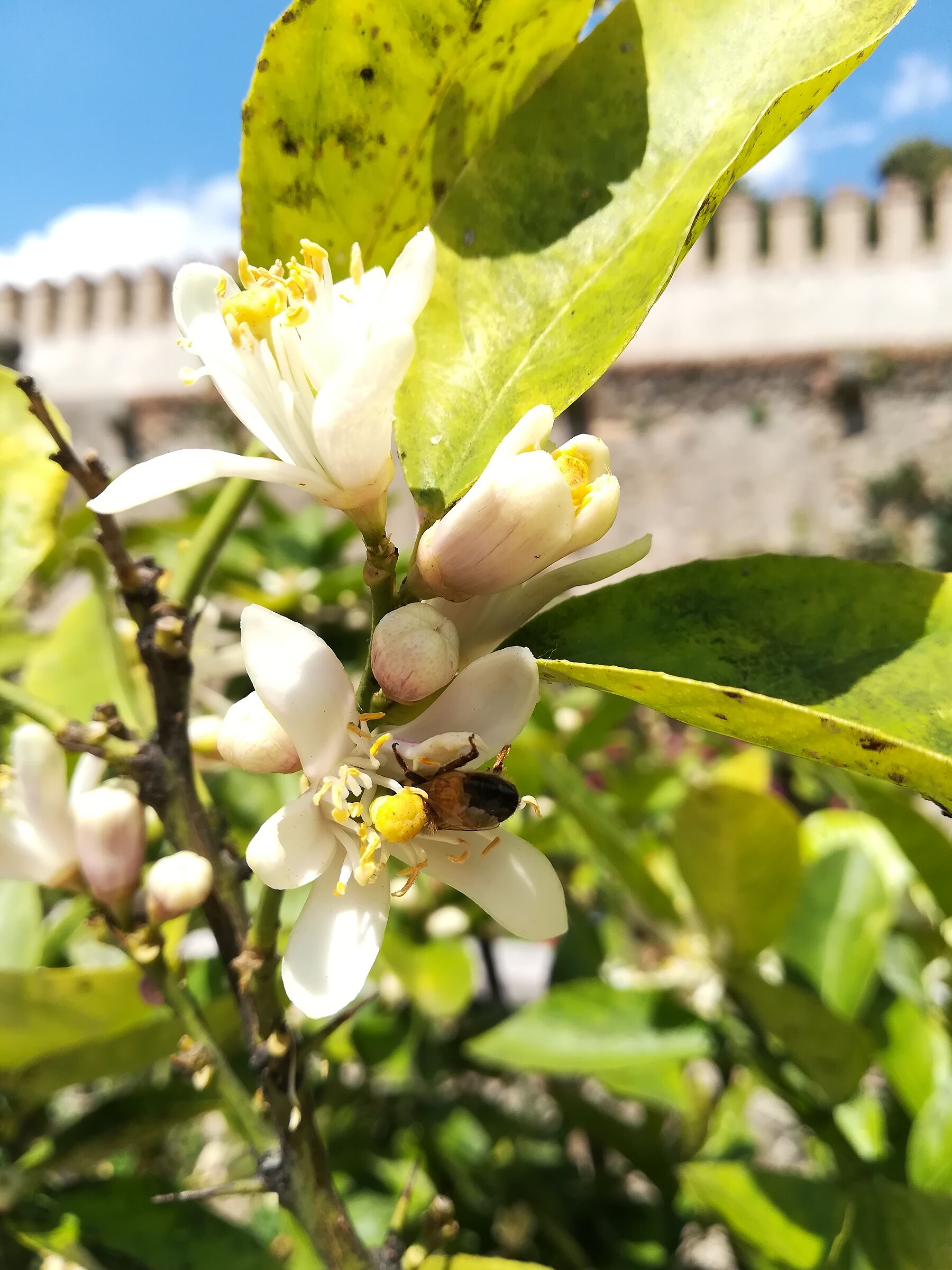 Fiori e Api al Castello del Catajo