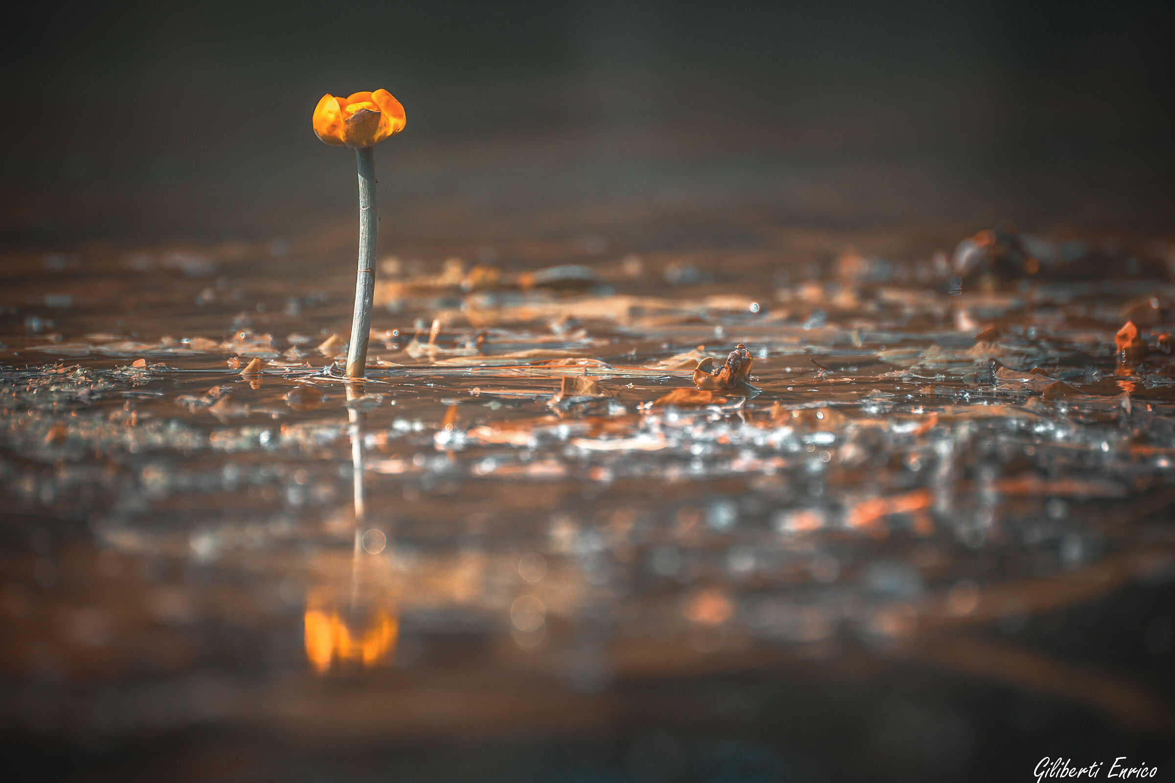 yellow water lily - Nuphar lutea