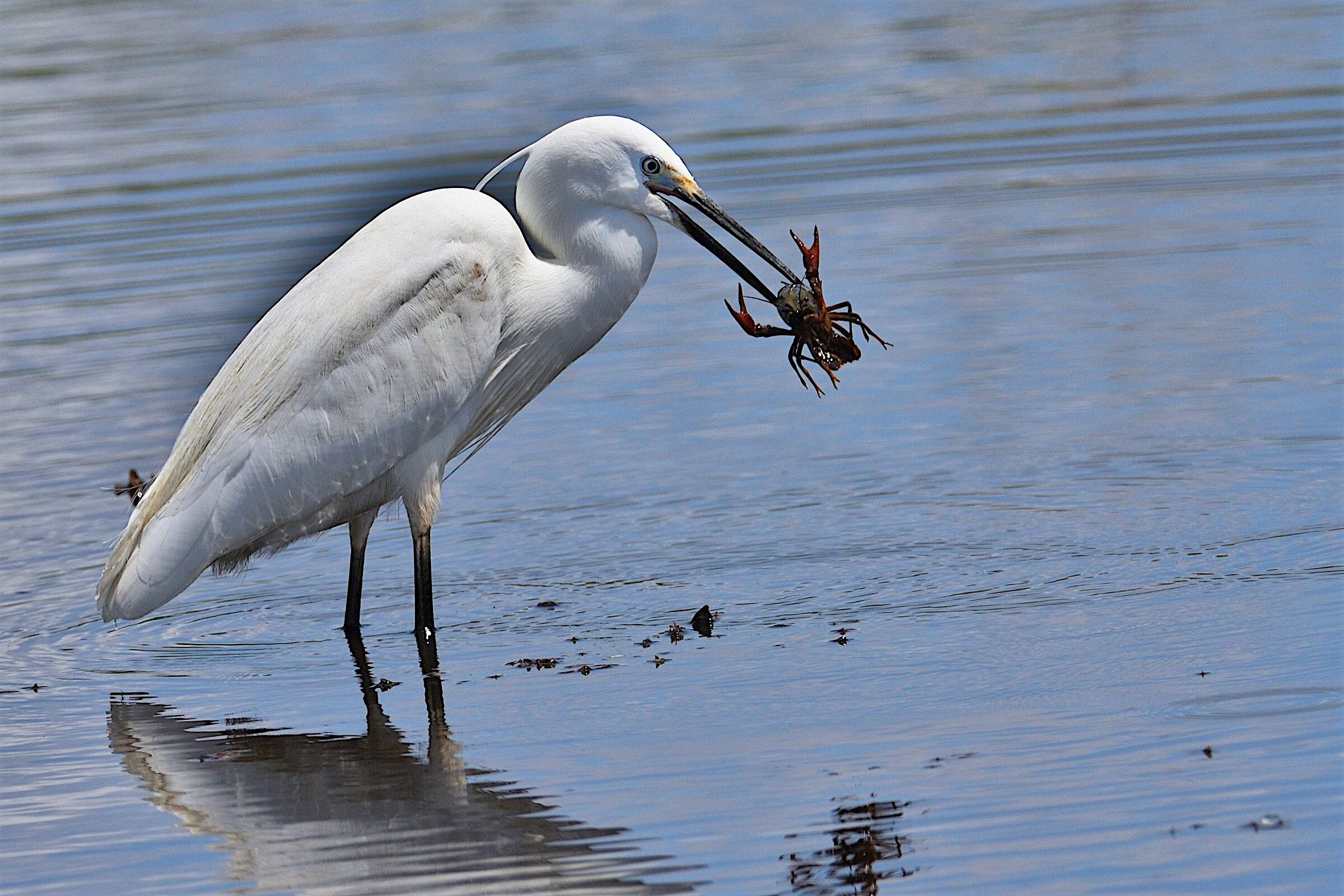 Garzetta alle prese con un Gambero Killer