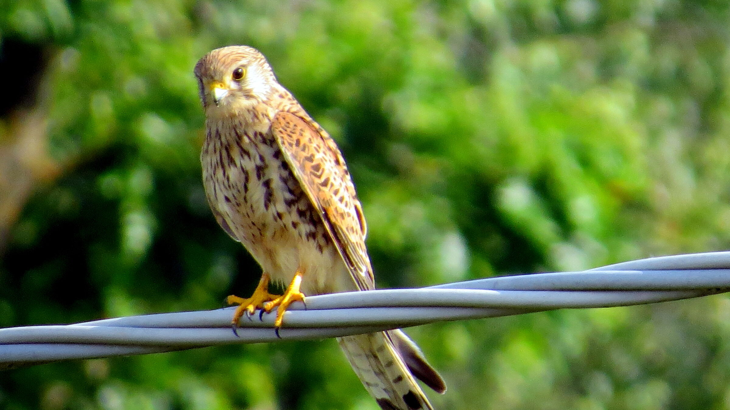 kestrel