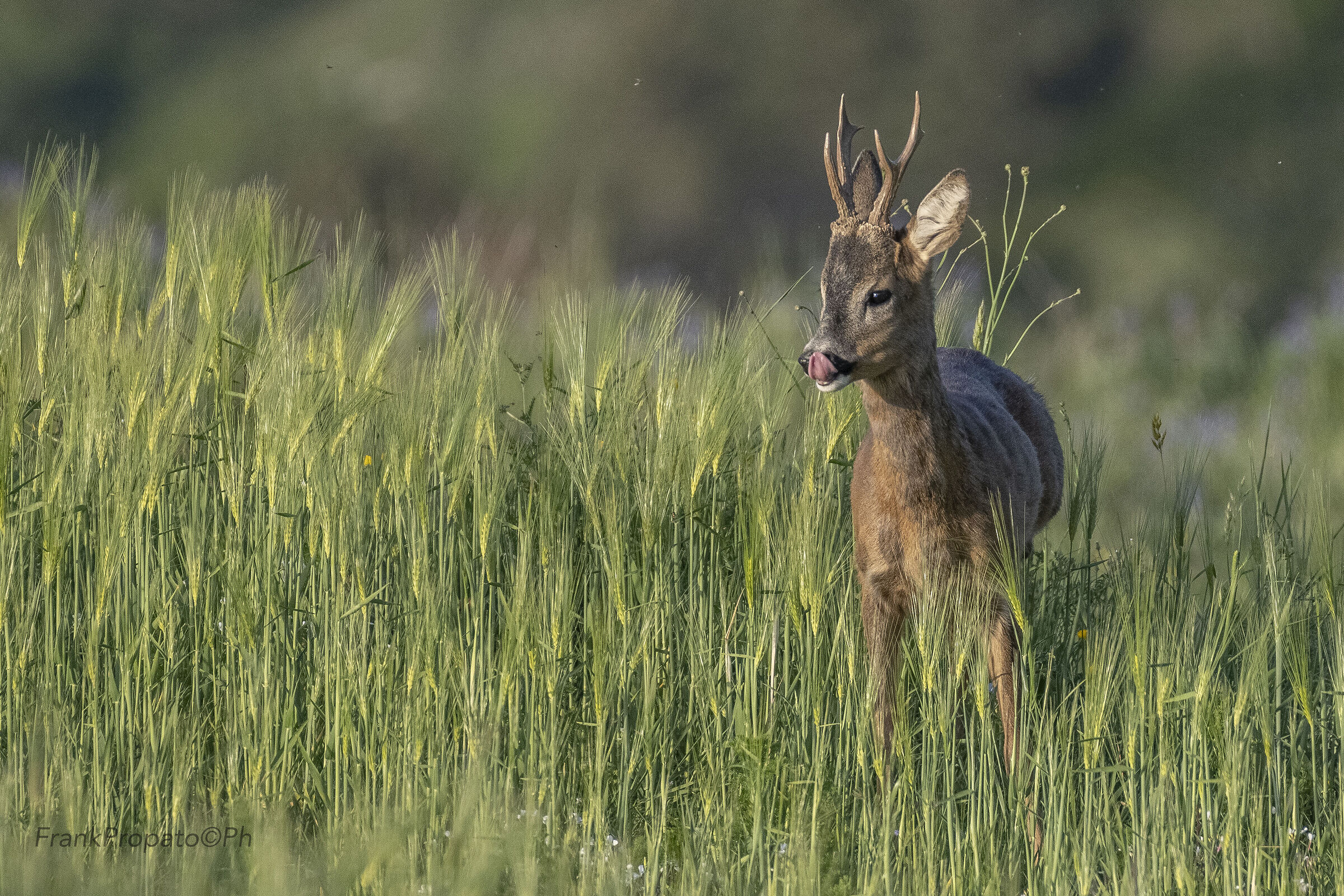 Giovane capriolo nel parco del pollino