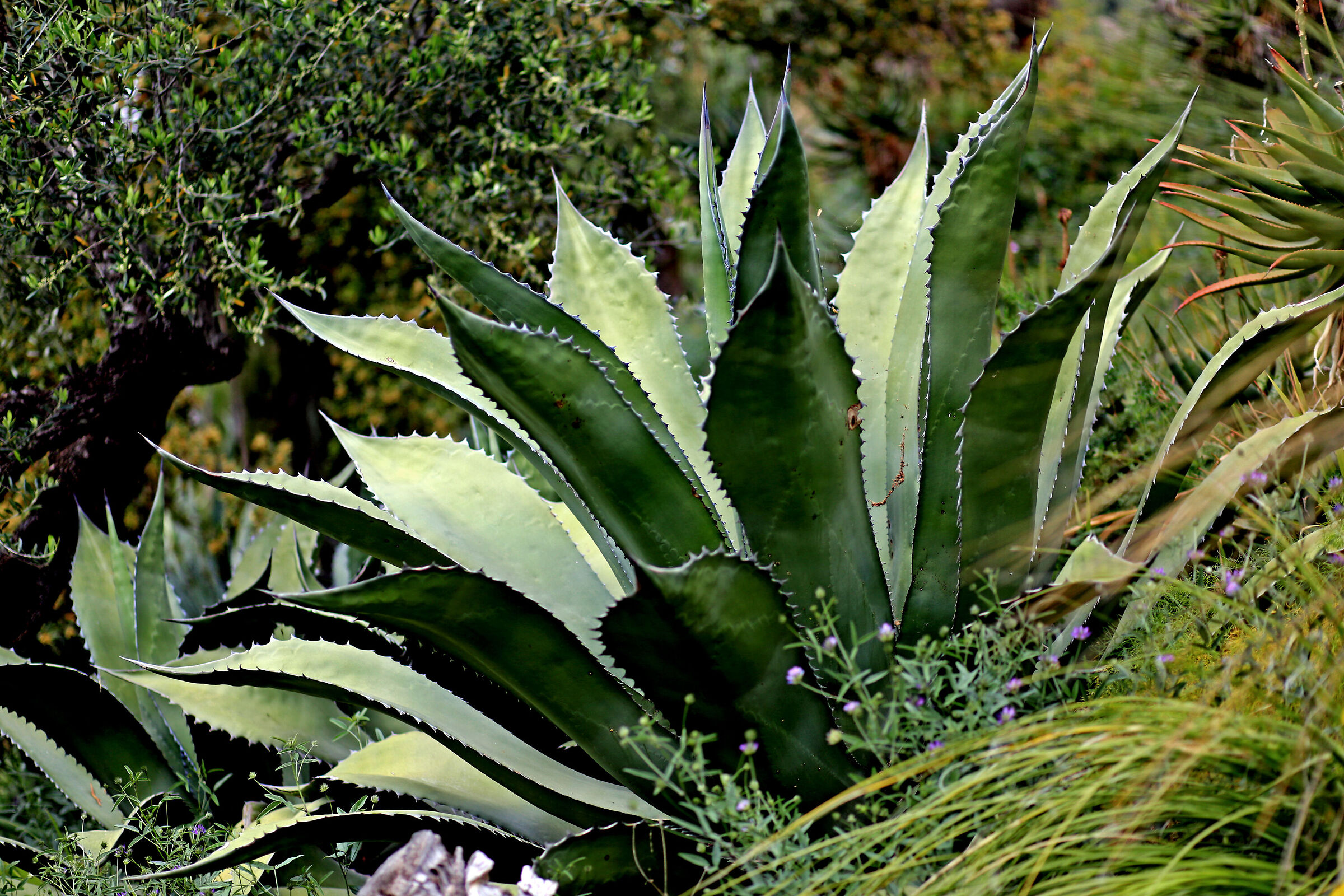 Agave