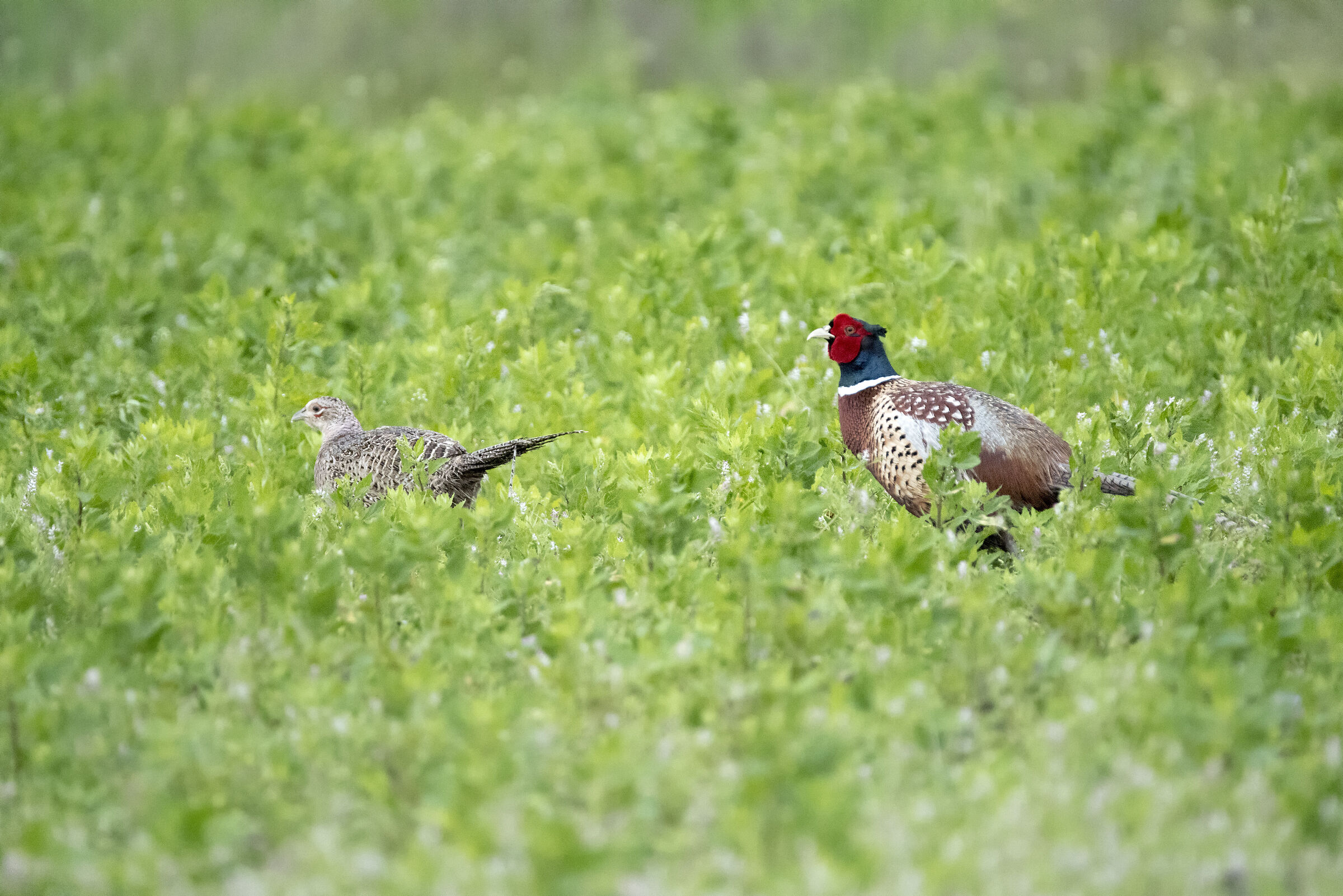 Fagiano comune Phasianus colchicus