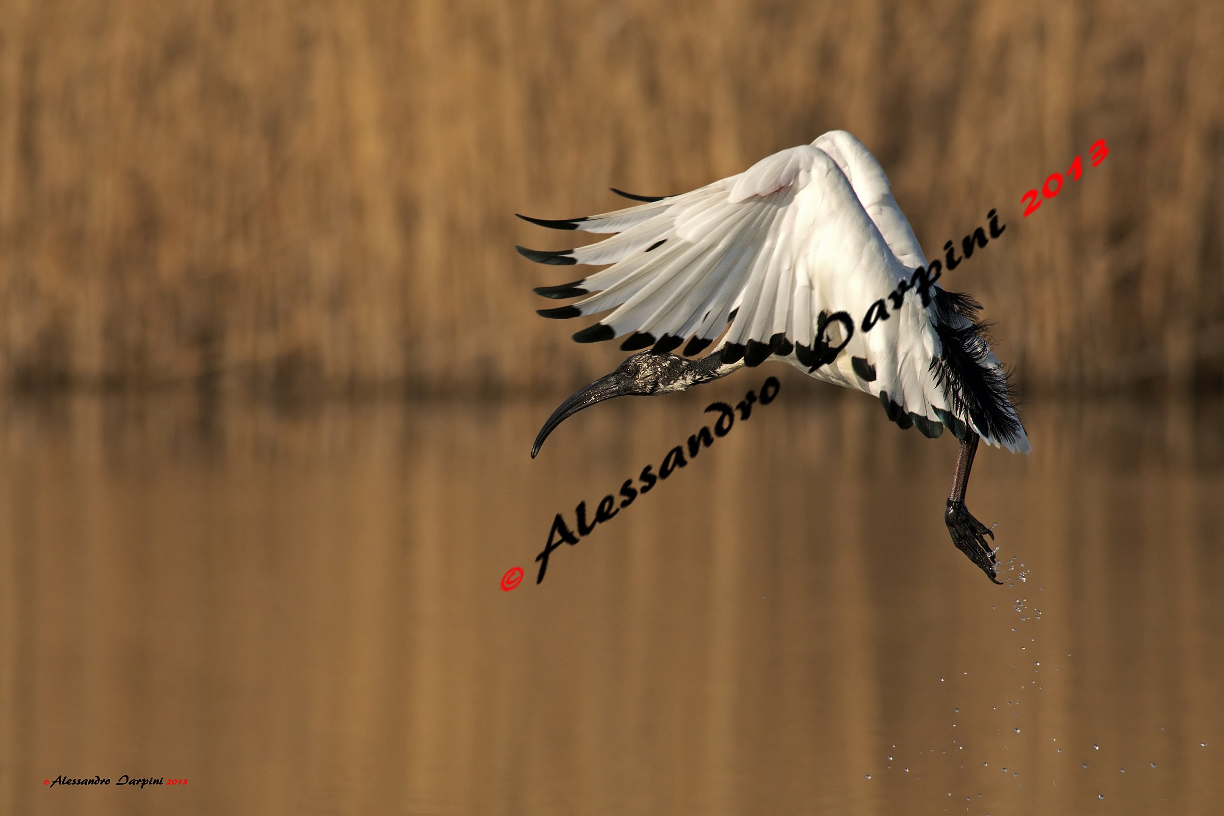 Sacred Ibis