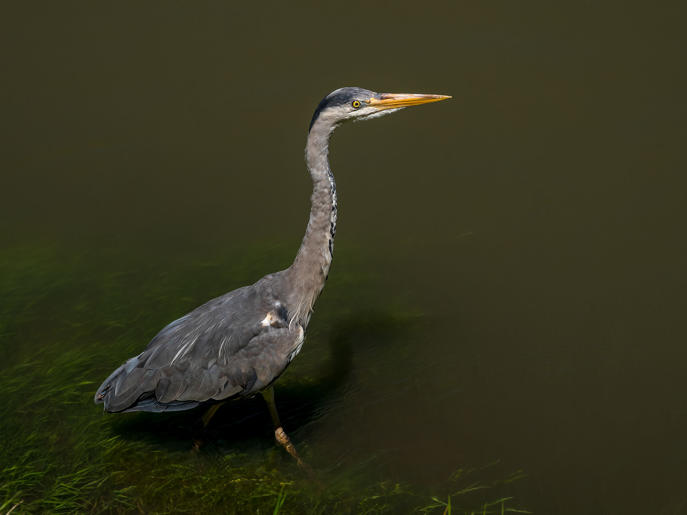 grey heron.............