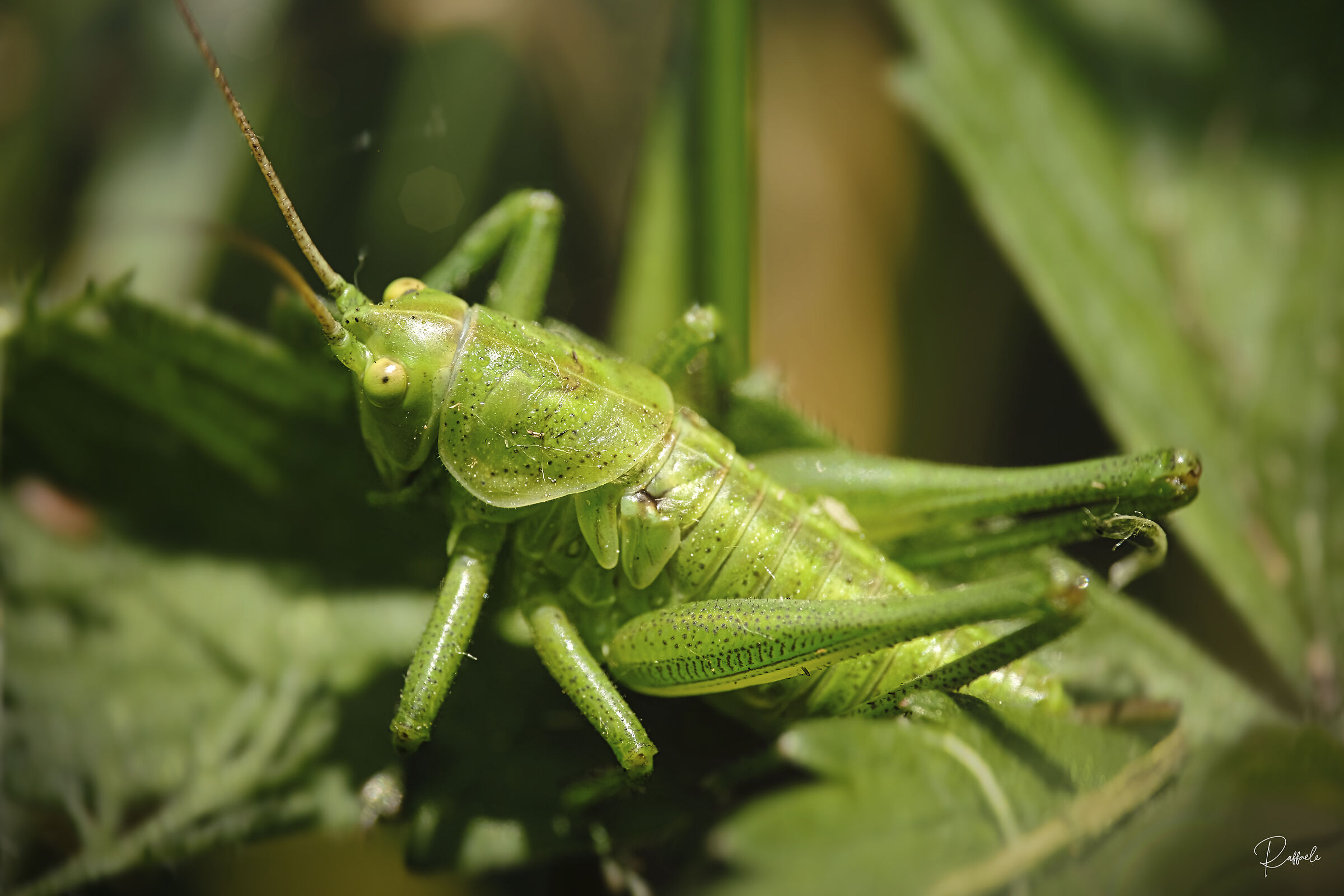 55-200@140mm + Raynox 150 scatto singolo